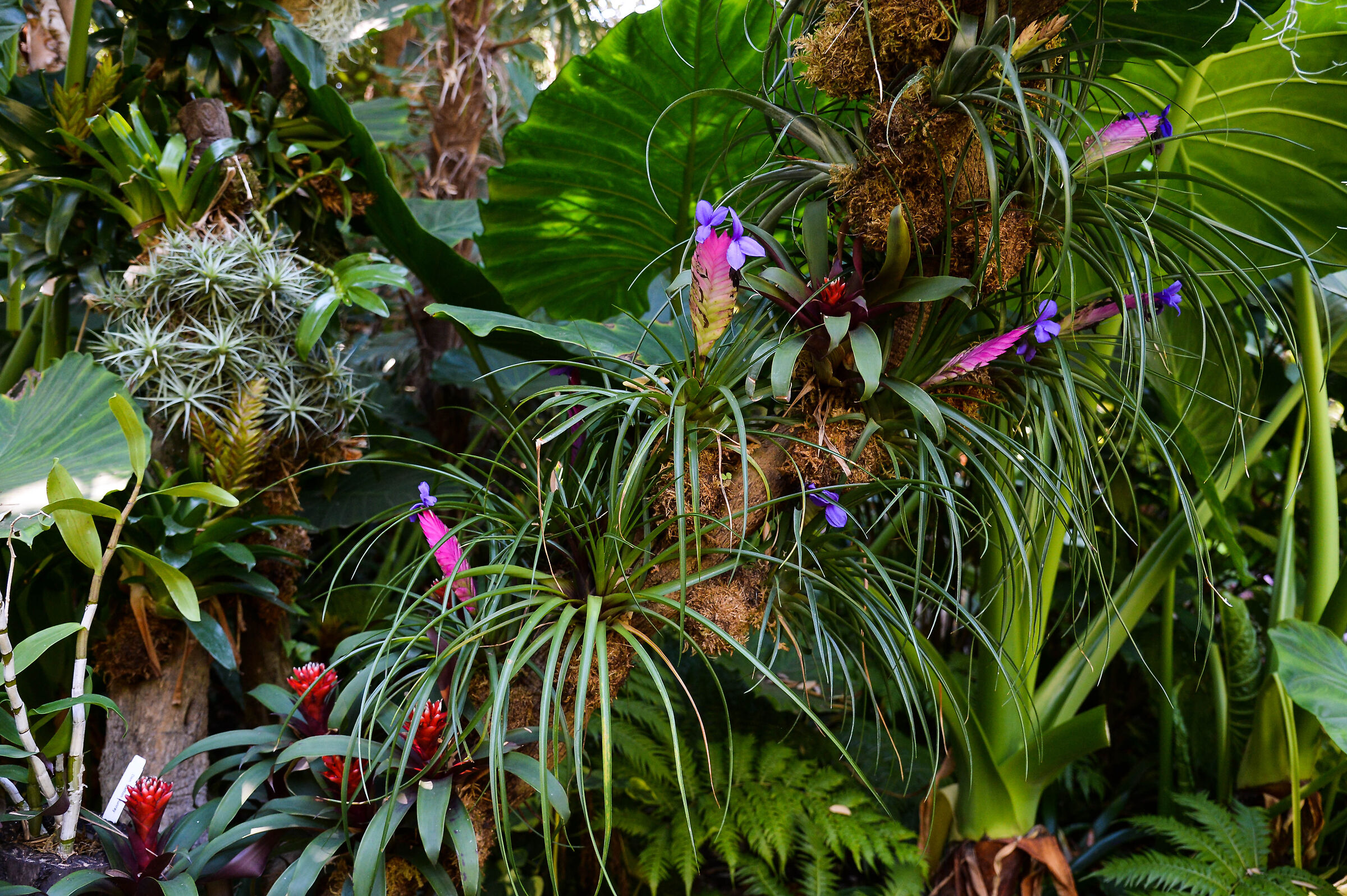 Giardini La Mortella, Ischia 21