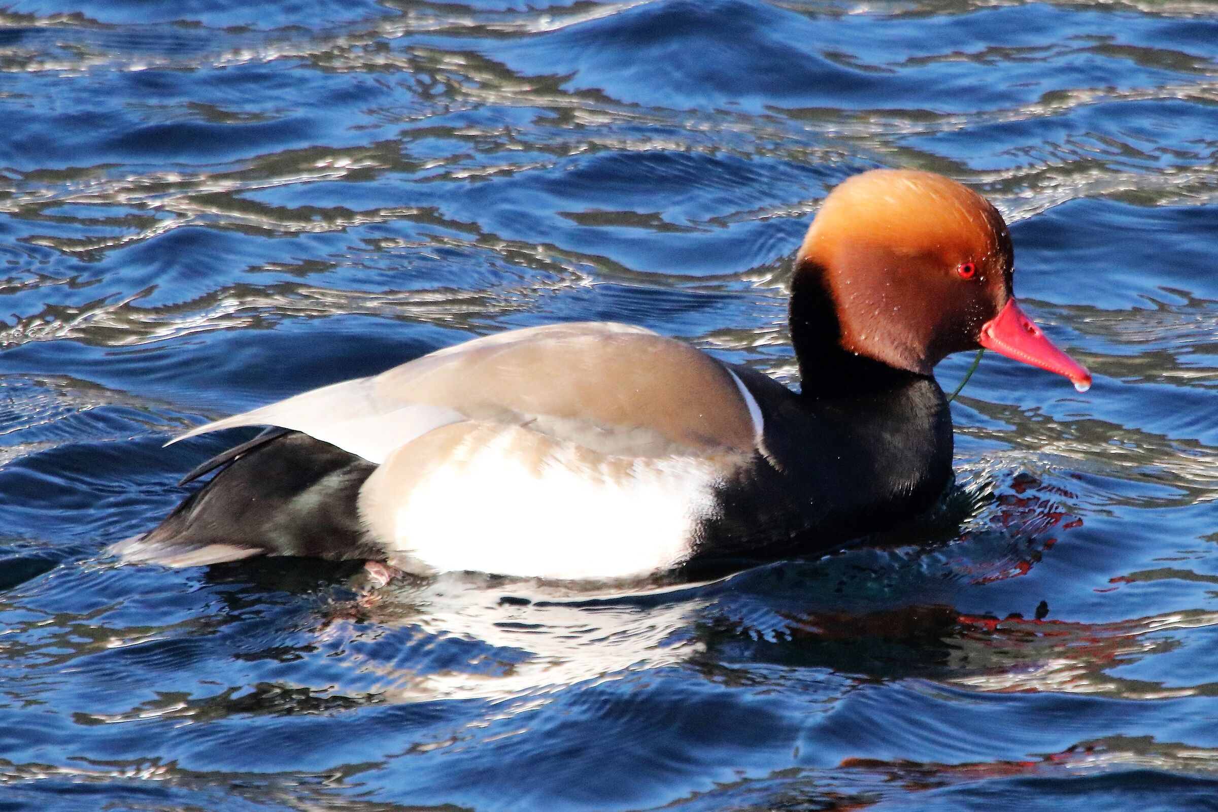 Red-crested pochard