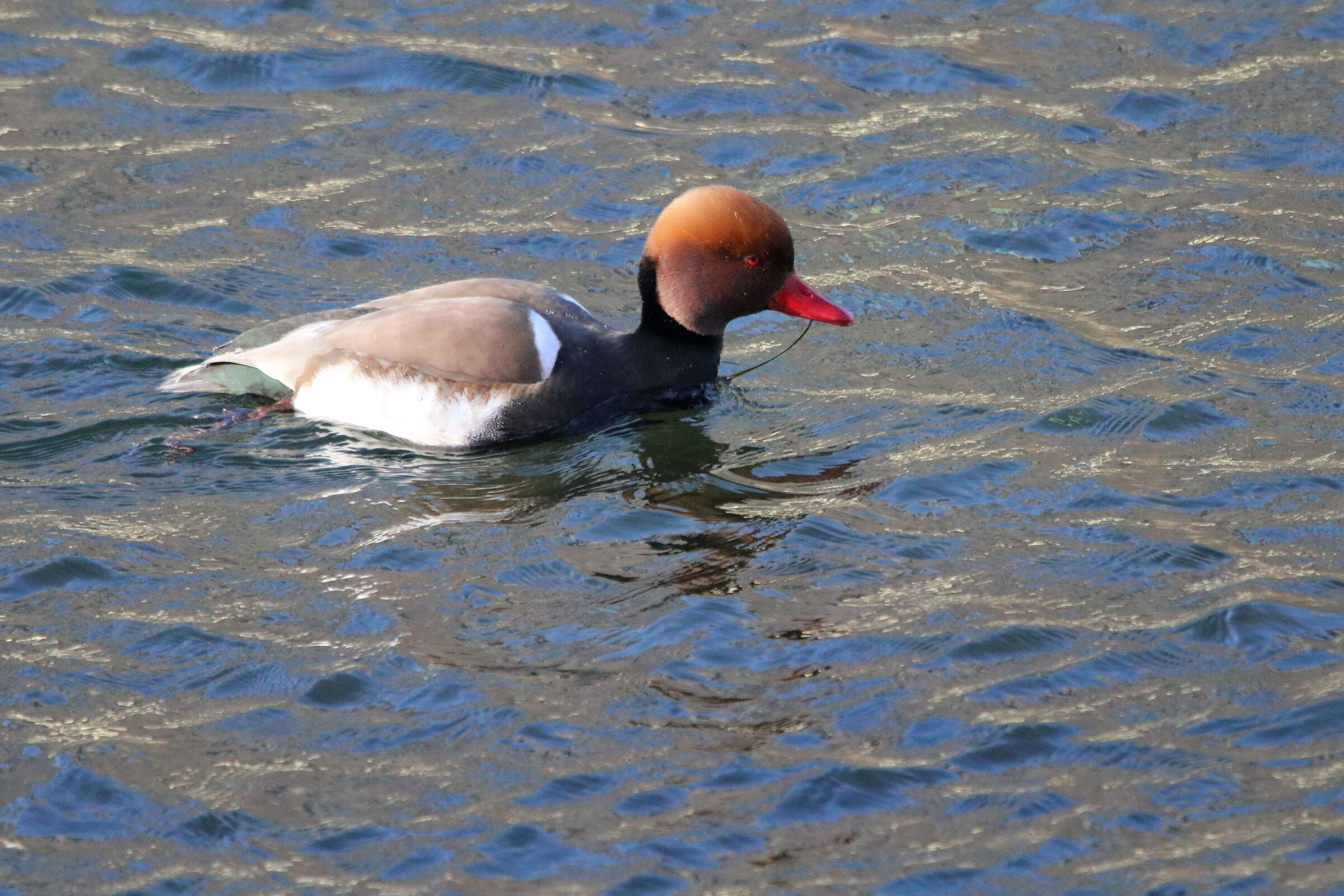 Red-crested pochard
