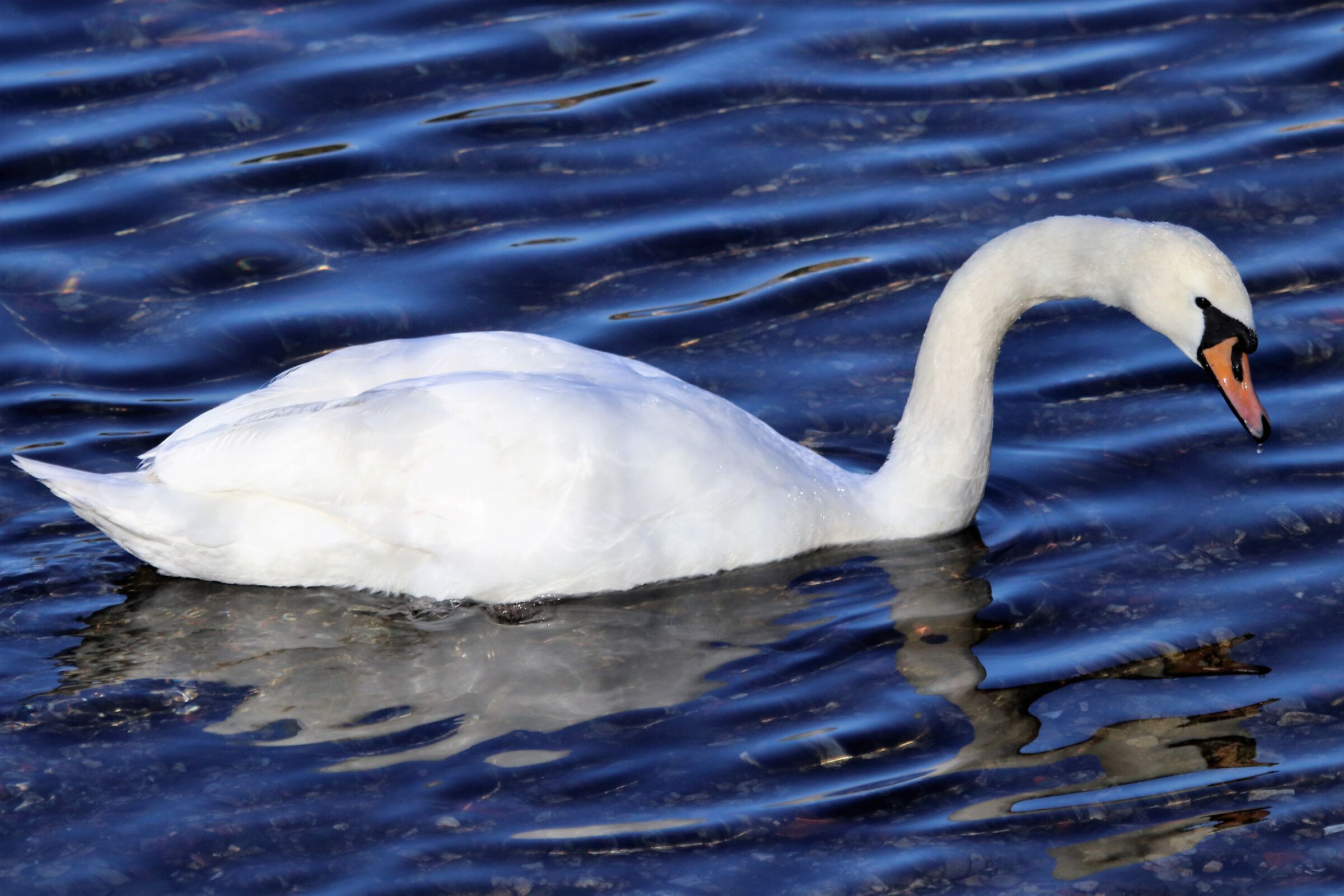 Swan