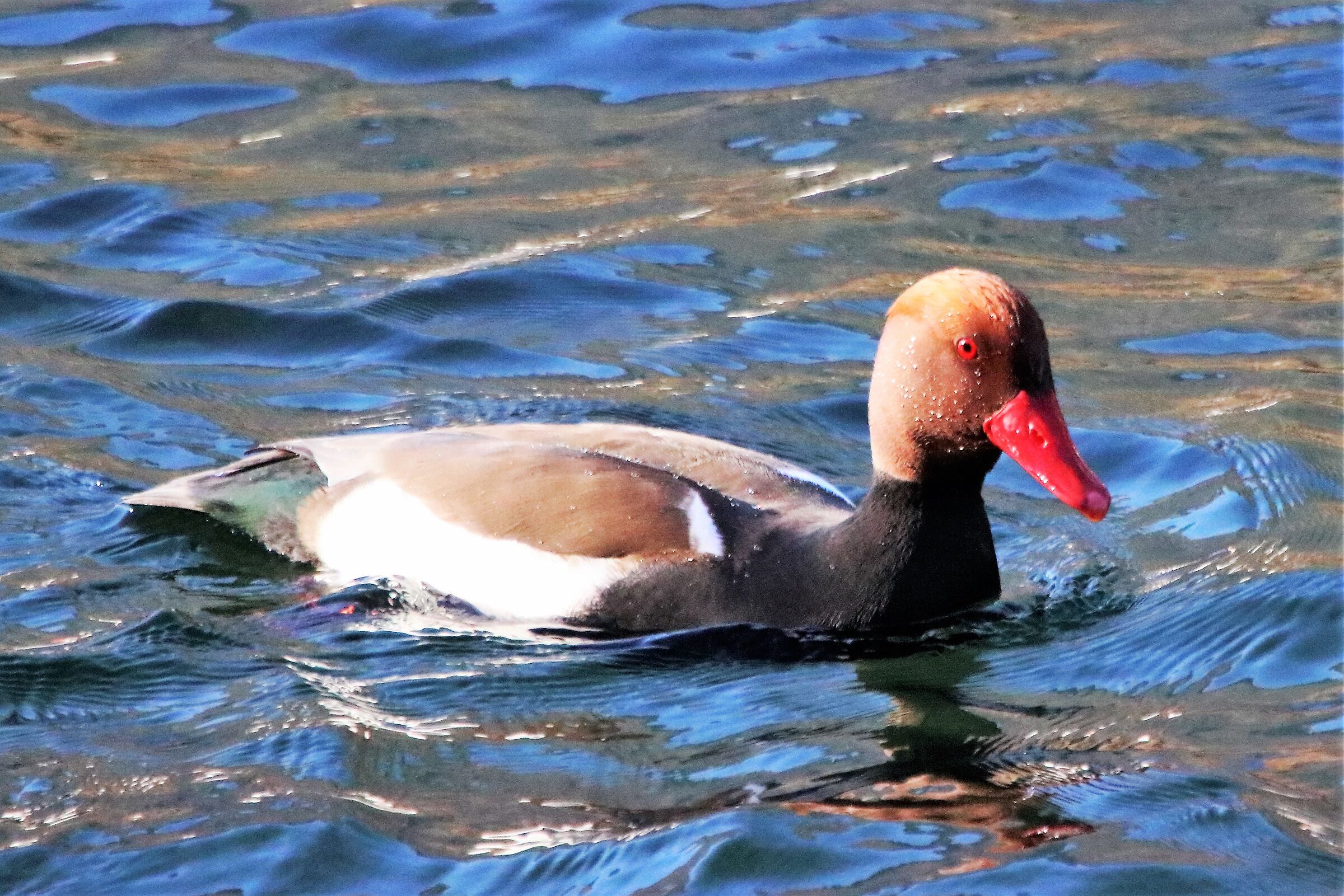 Red-crested pochard