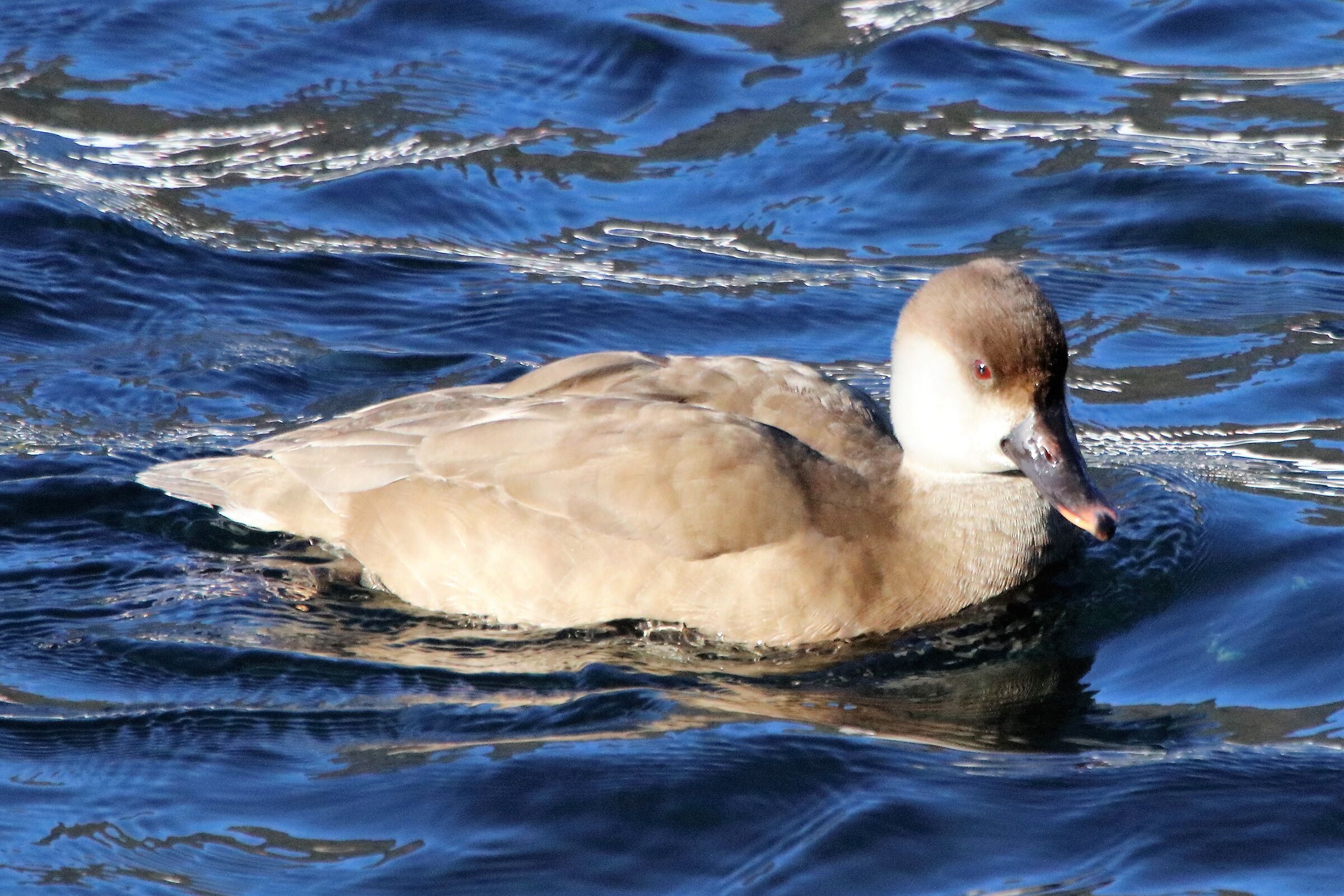 Red-crested pochard
