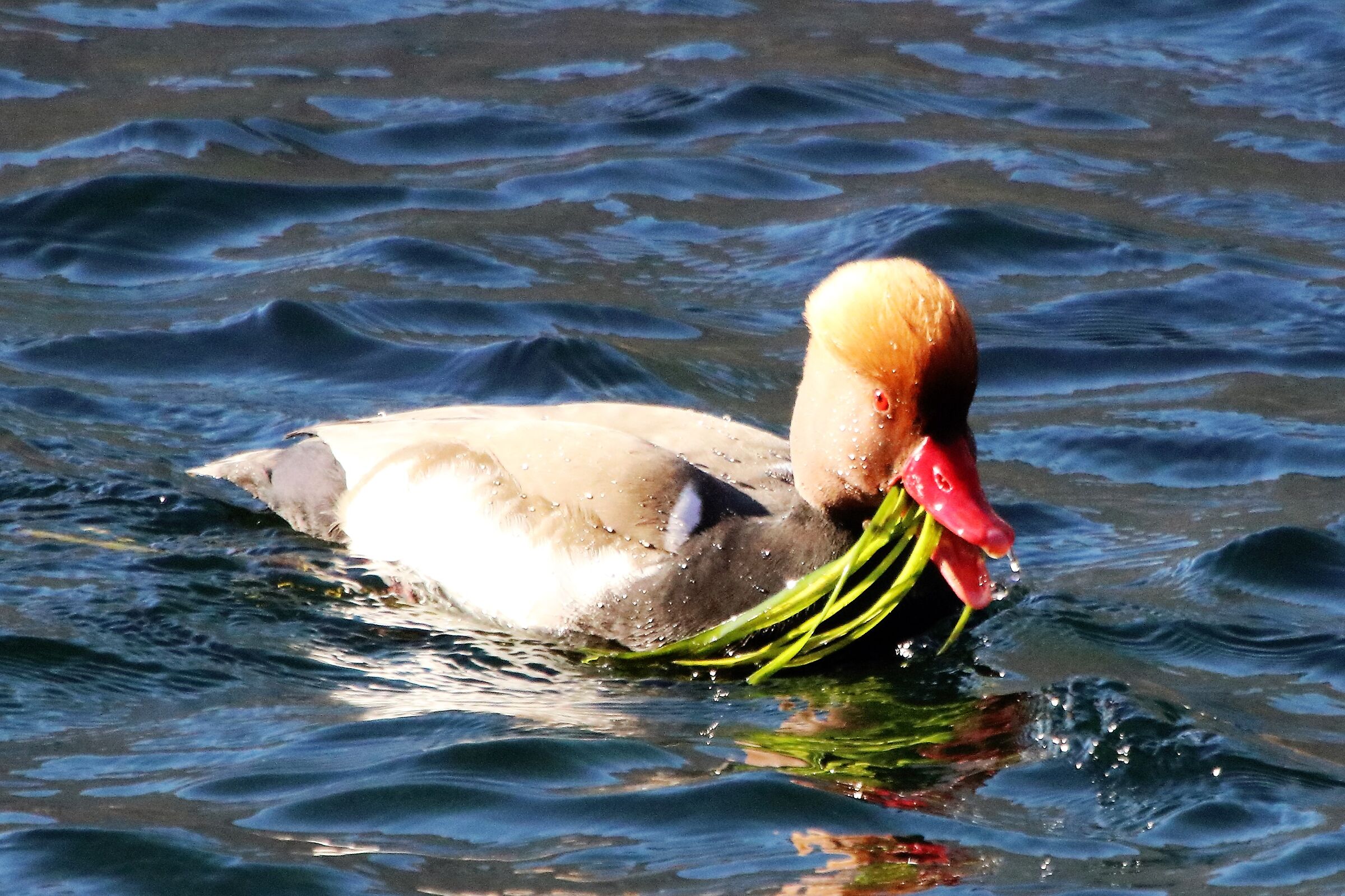 Red-crested pochard