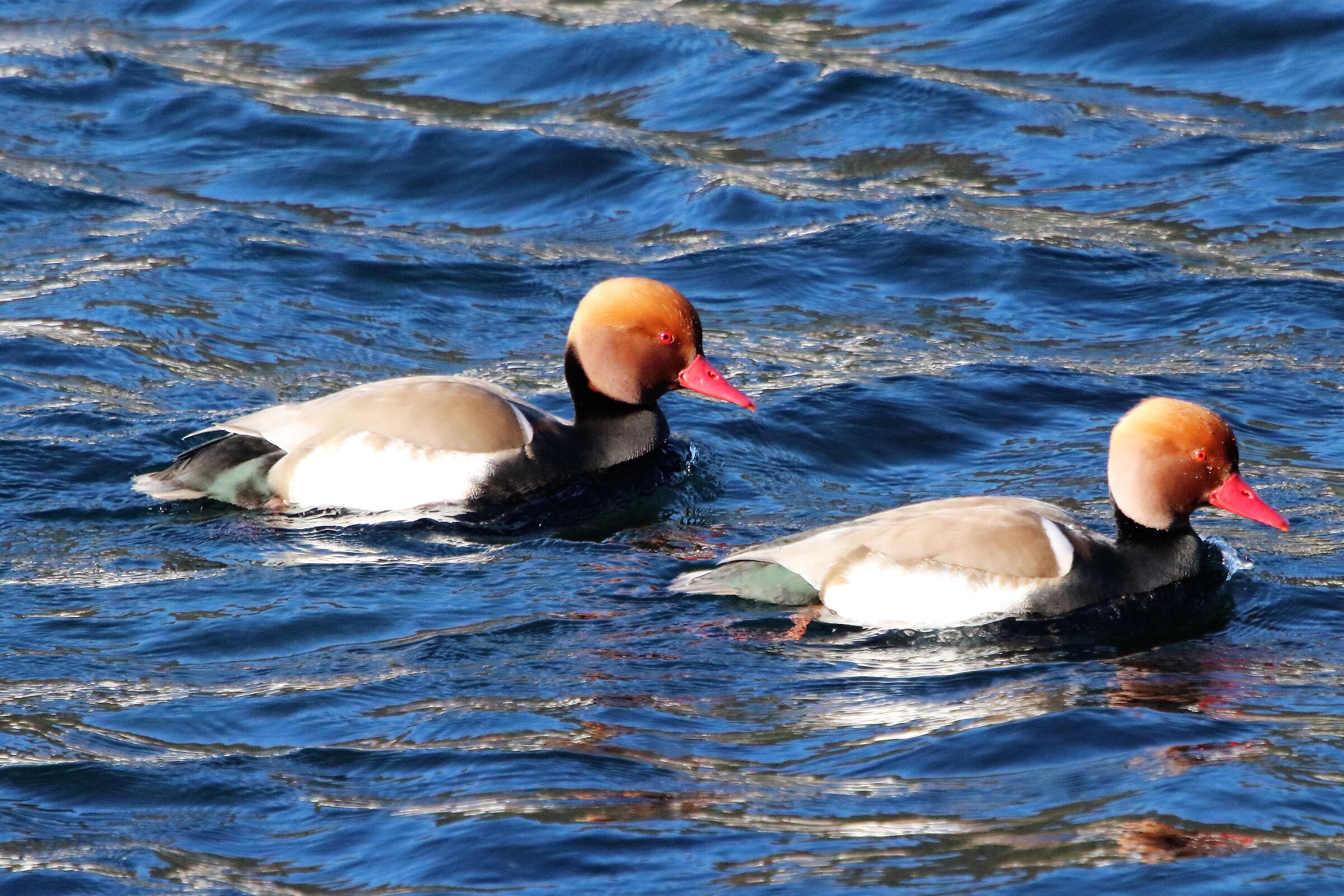 Red-crested pochard