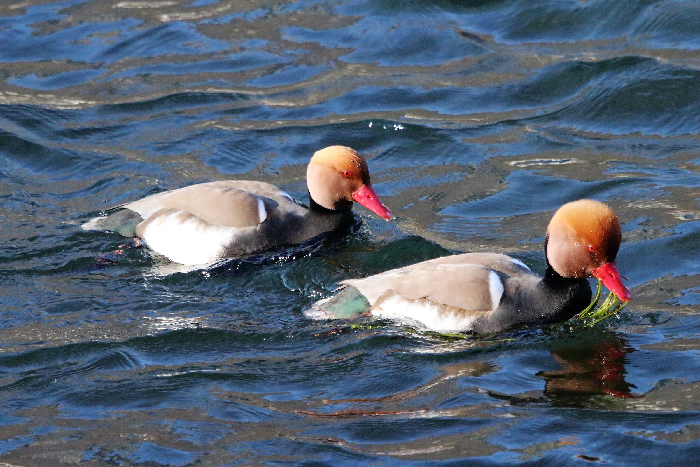Red-crested pochard