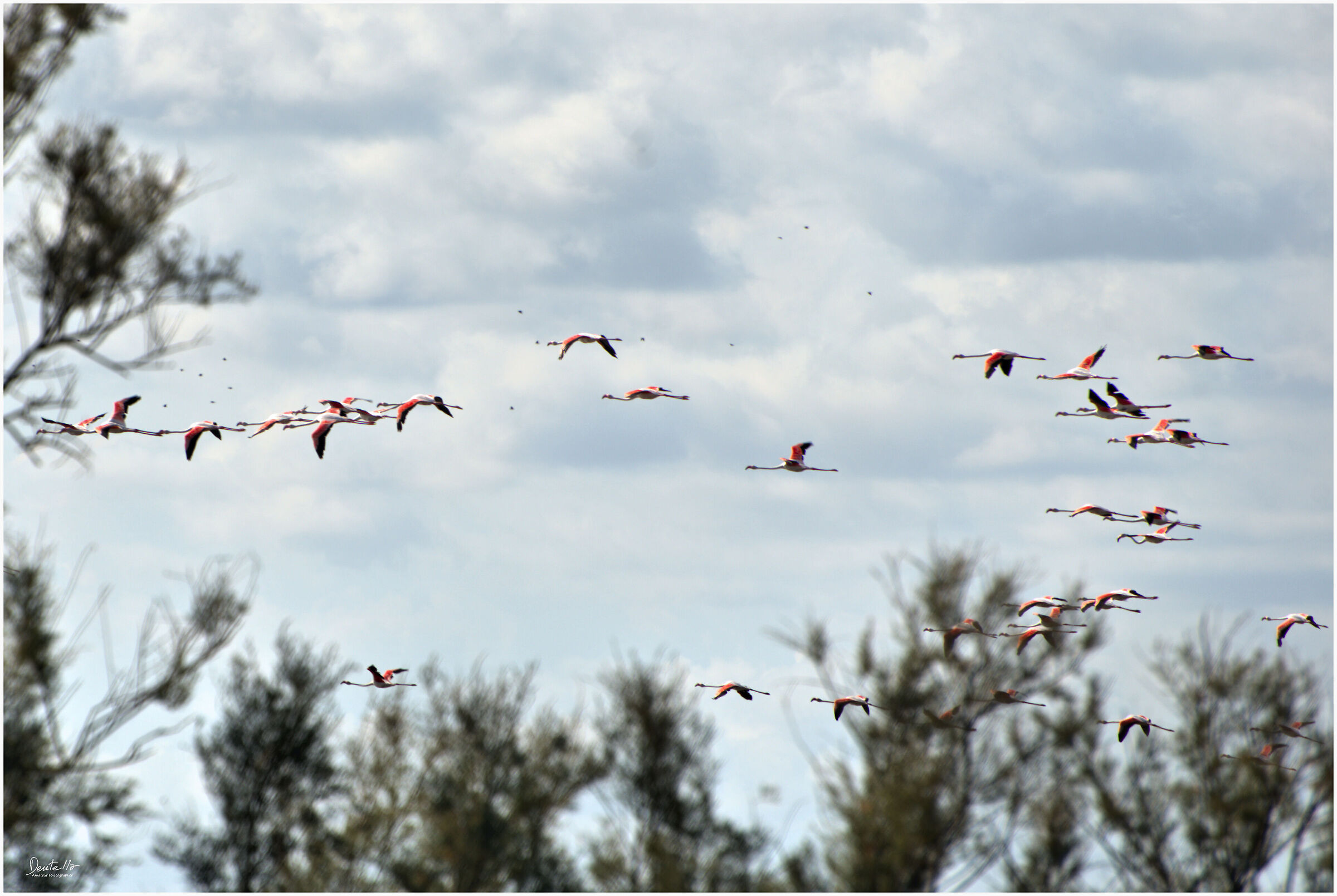 Flamingos in flight...