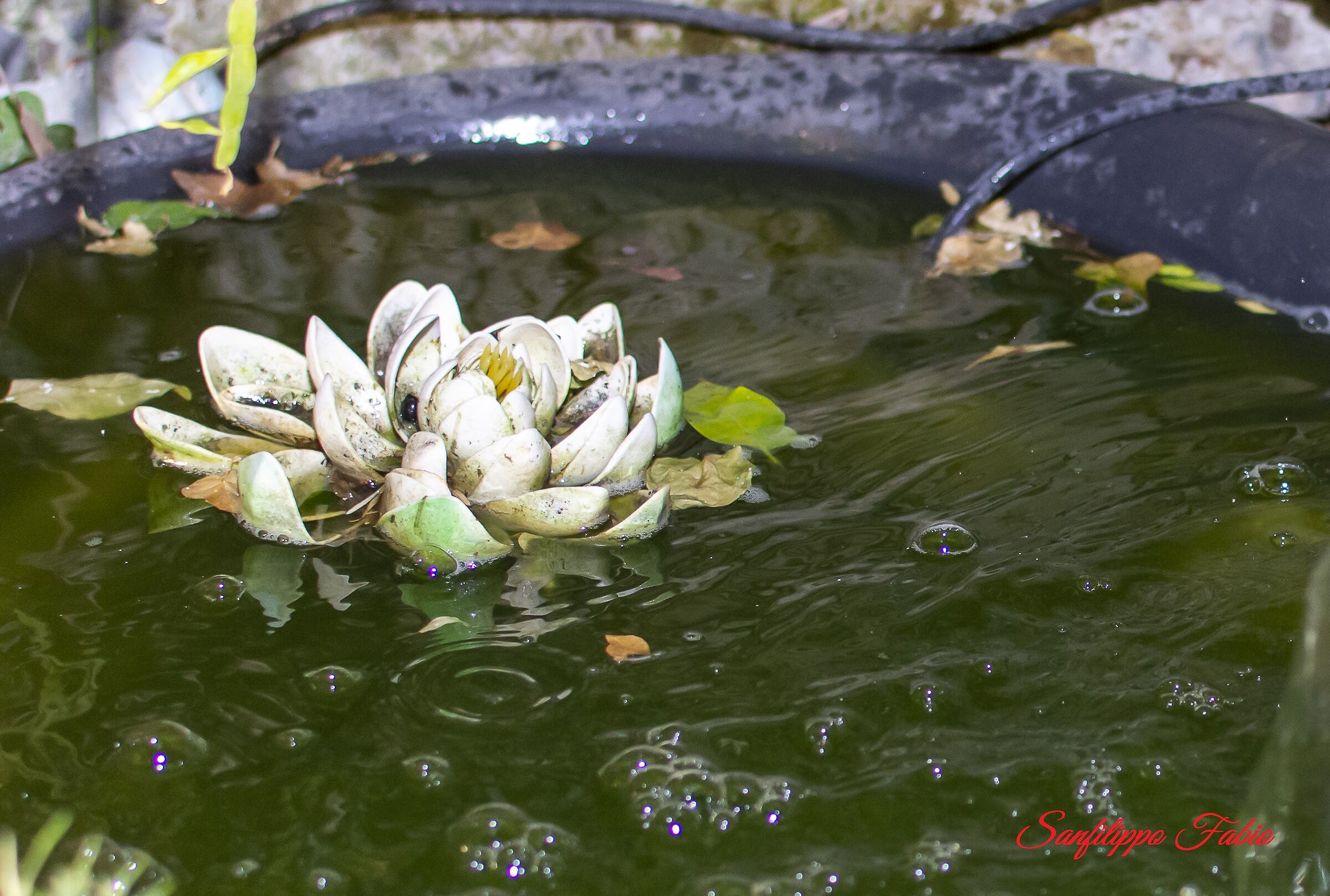 water lily