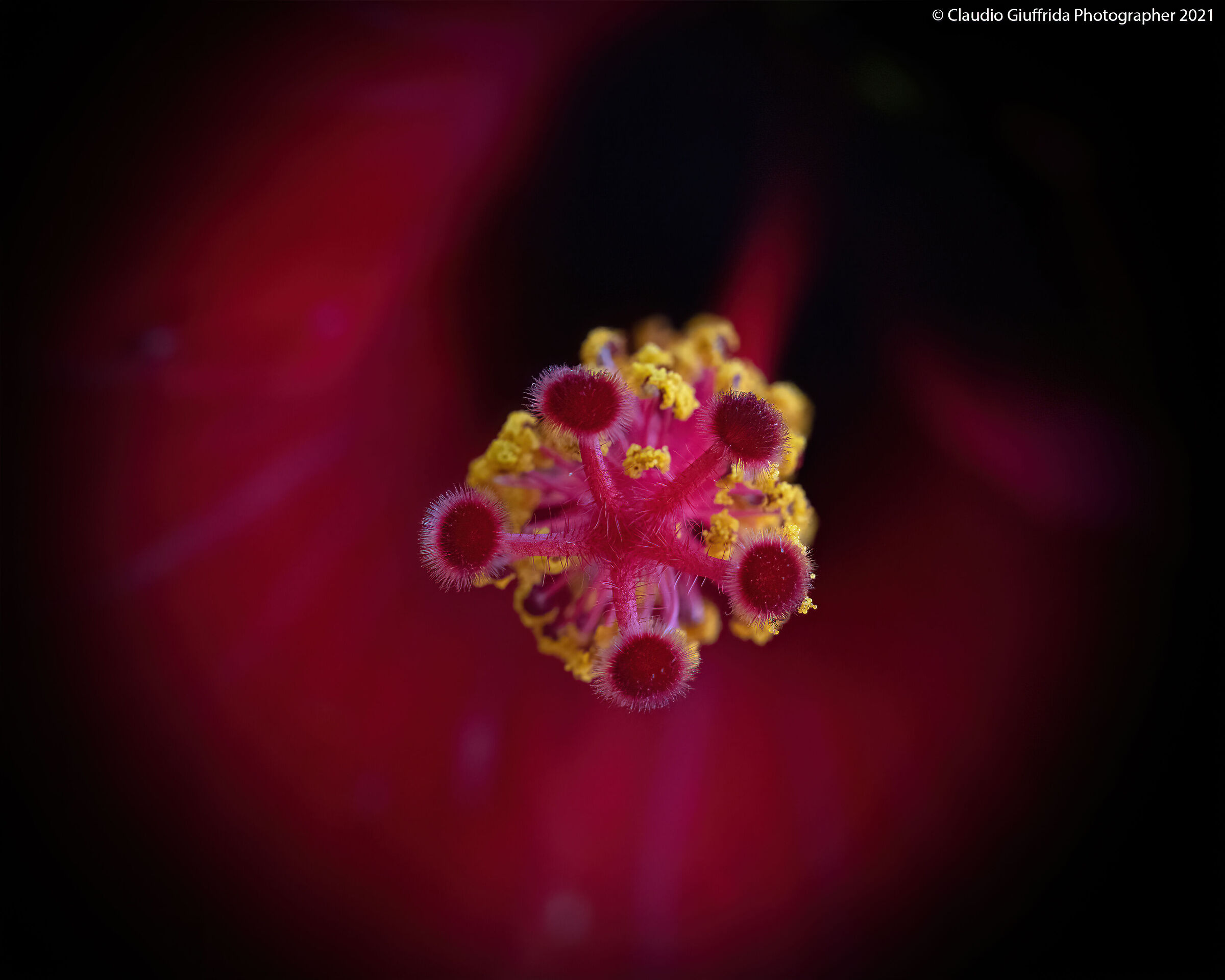 Hibiscus pistils