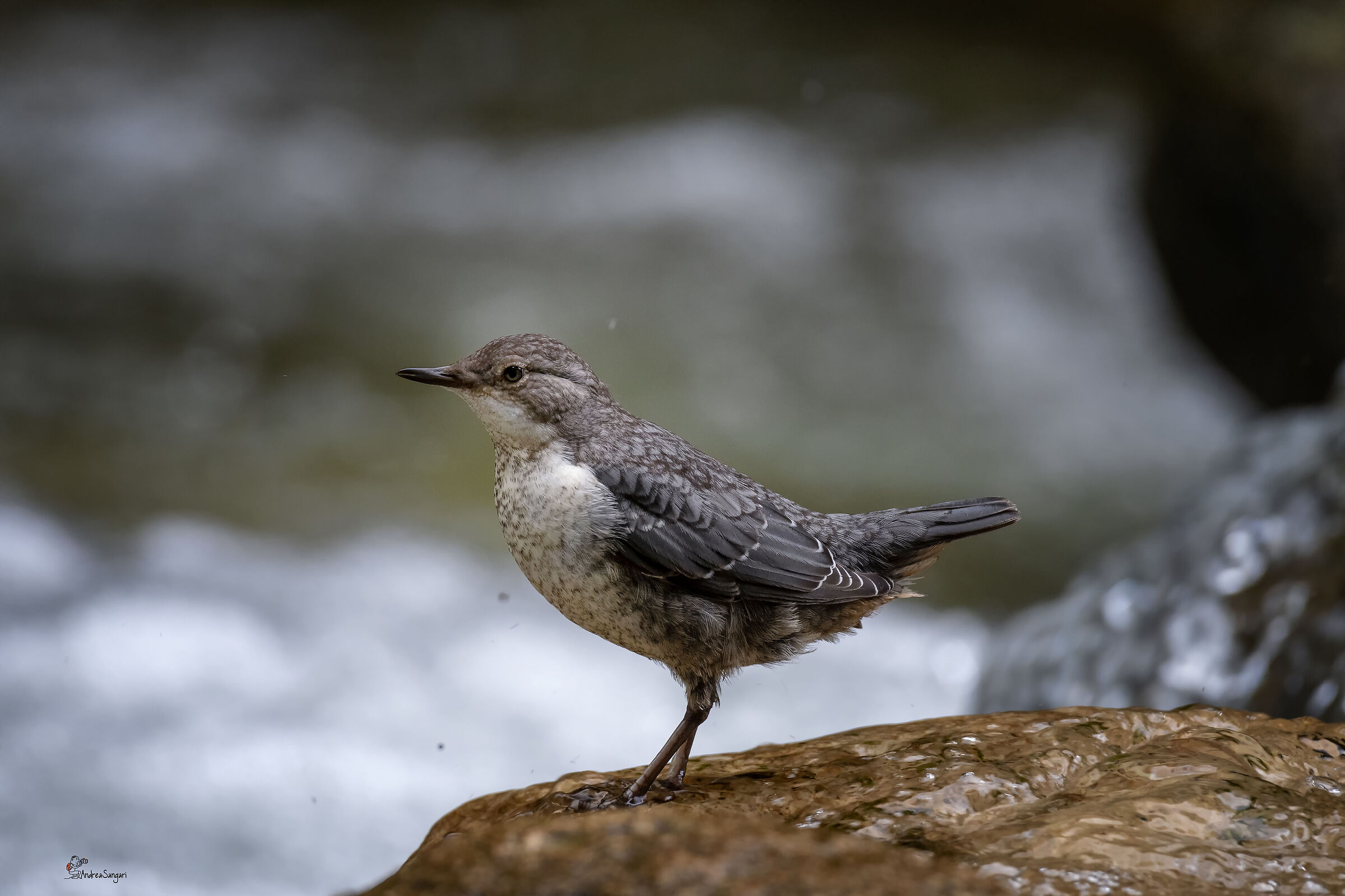 Il giovane merlo acquaiolo