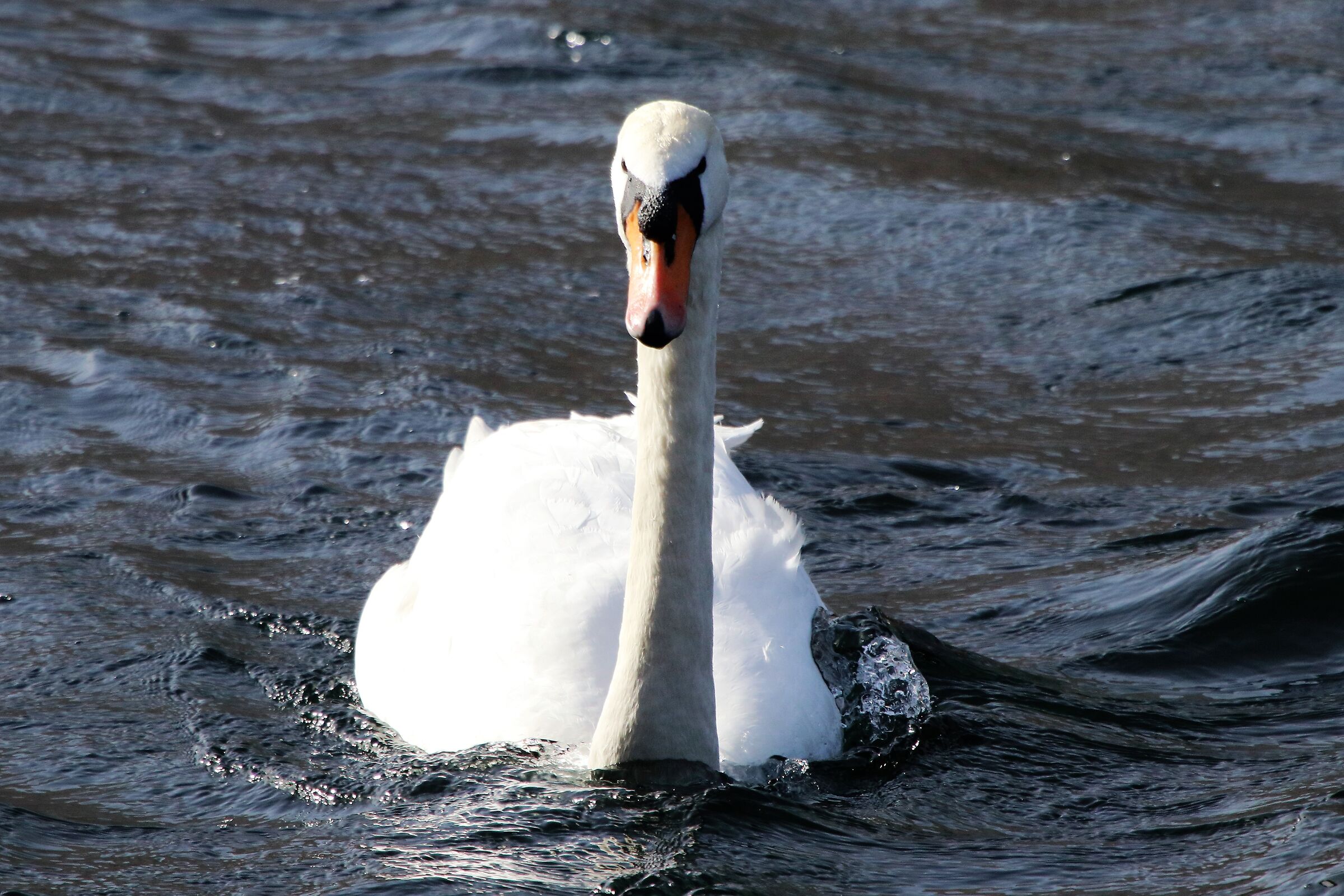 swan