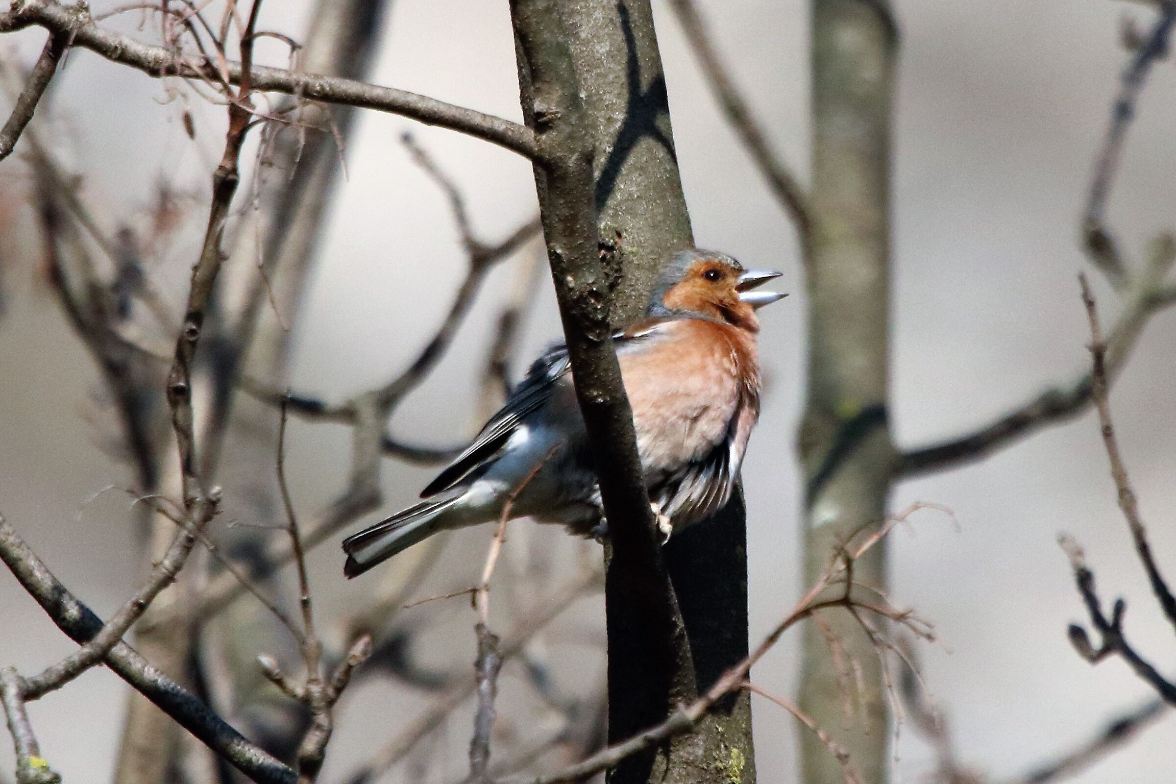Chaffinch