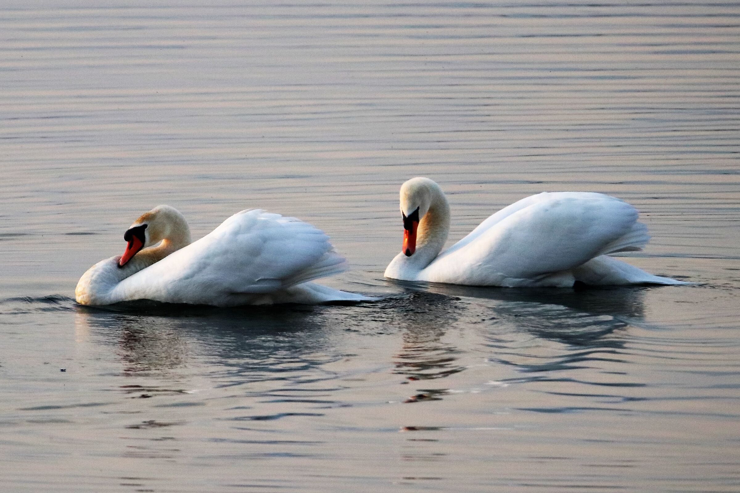 swans