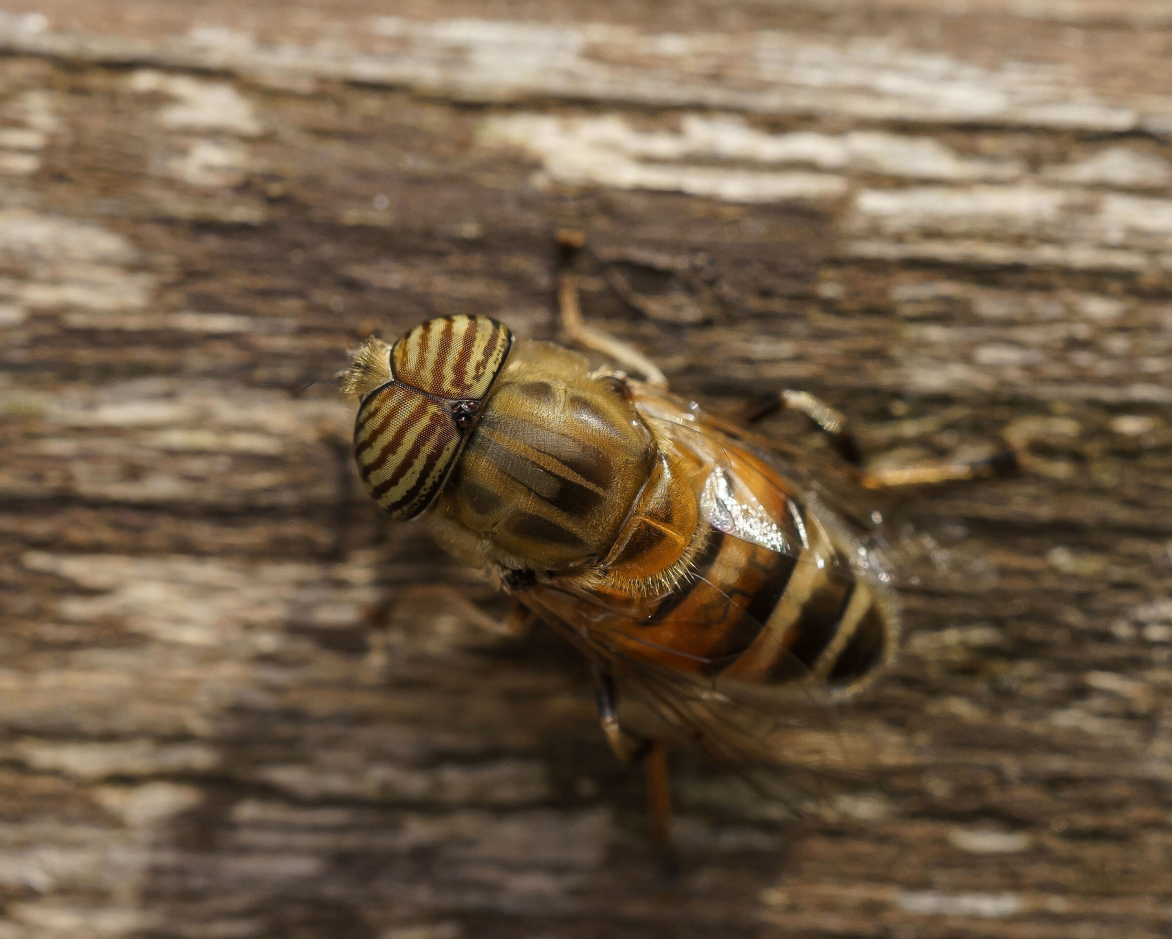 Tiger Fly