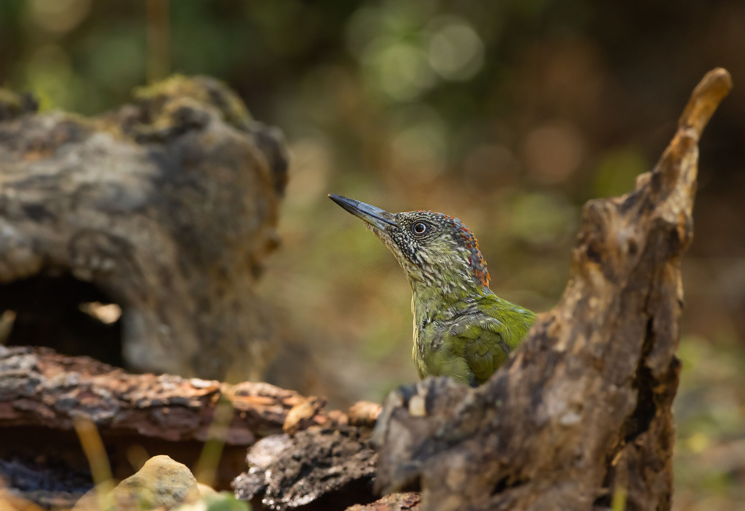 Picchio Verde Femmina Giovane