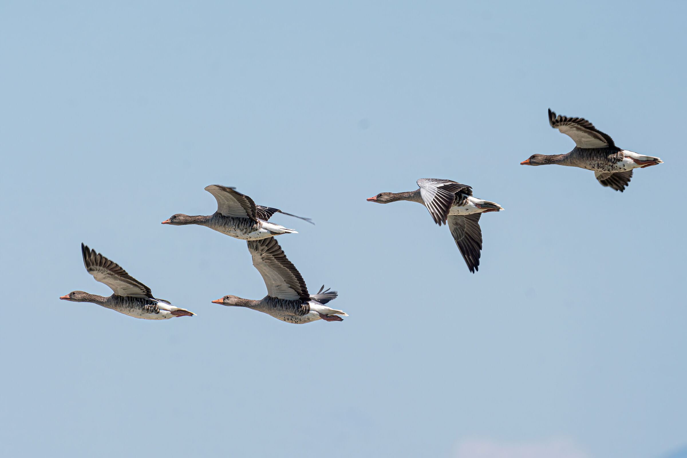 Oche Selvatiche migrazione 2