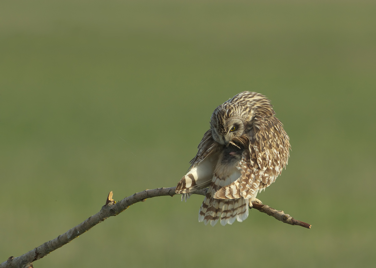 short-eared owl