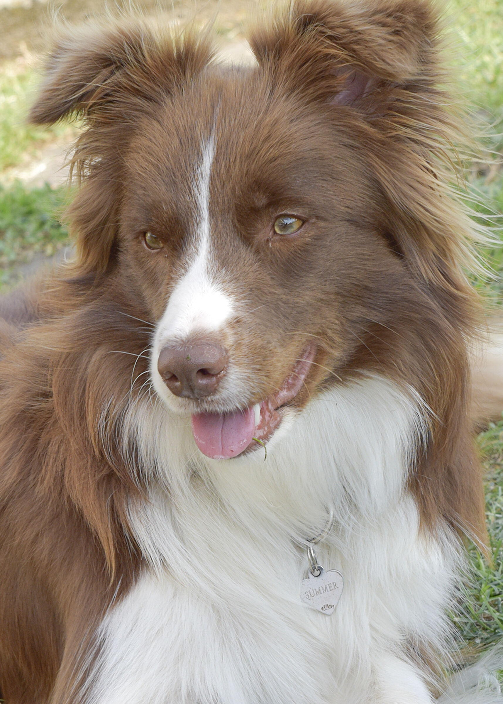 Un amico molto fedele