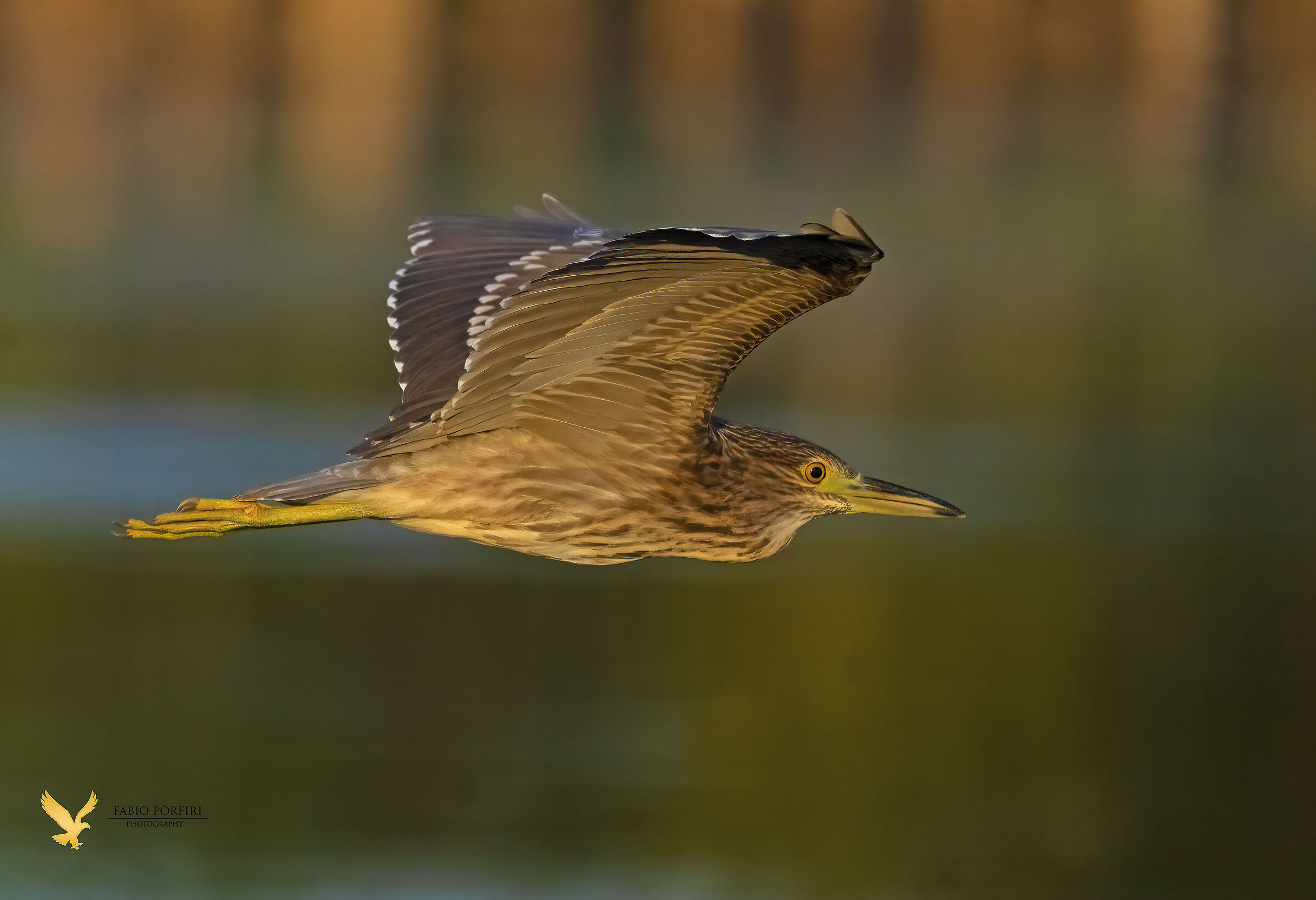 Nitticora, un velocissimo passaggio al tramonto