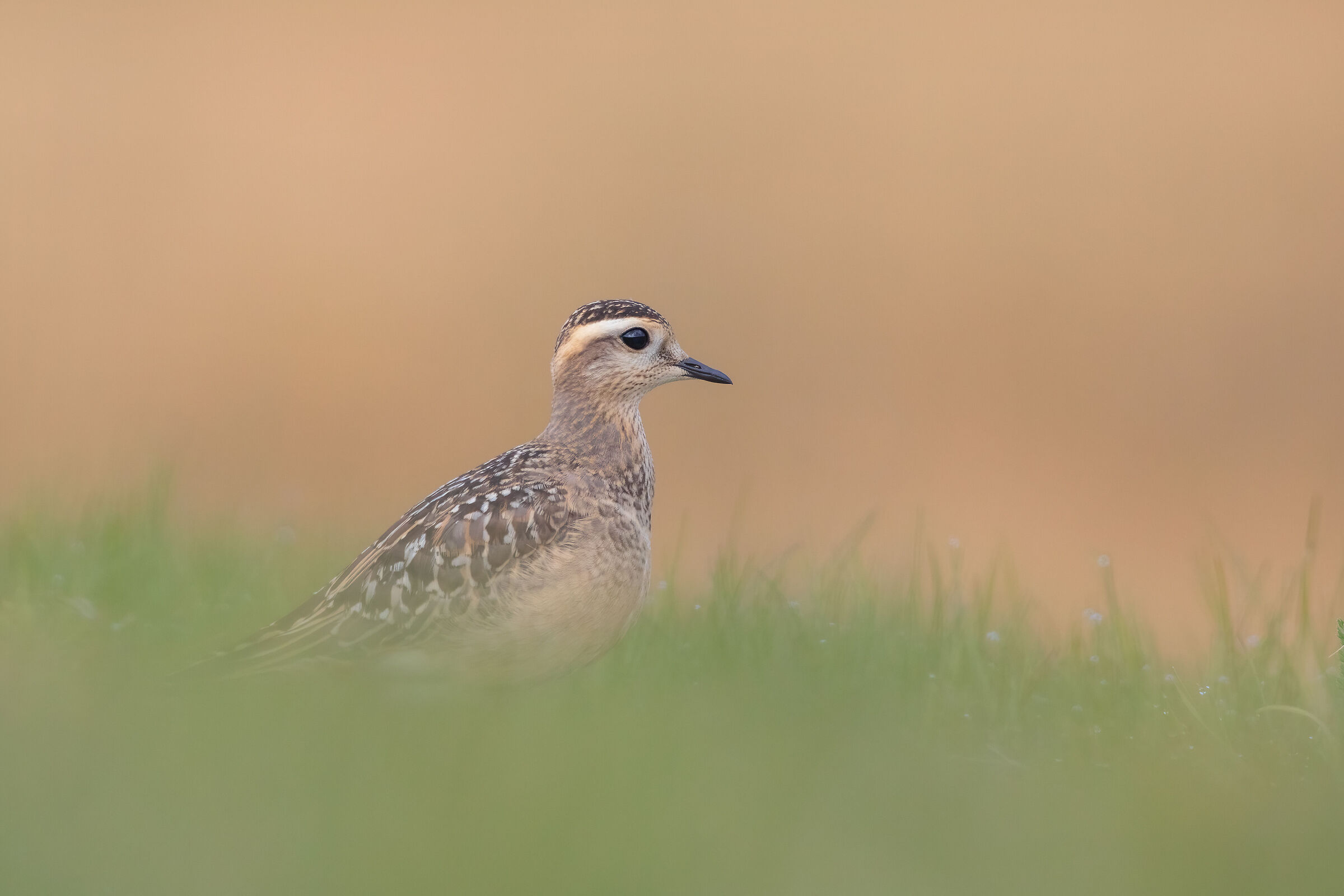 Tortolino plover