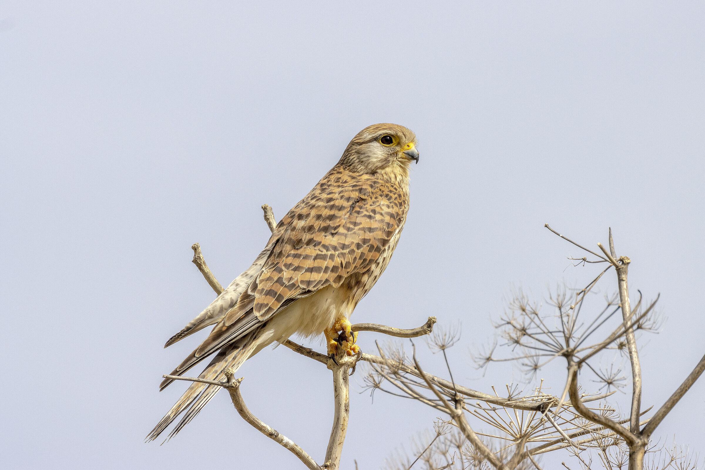 Kestrel