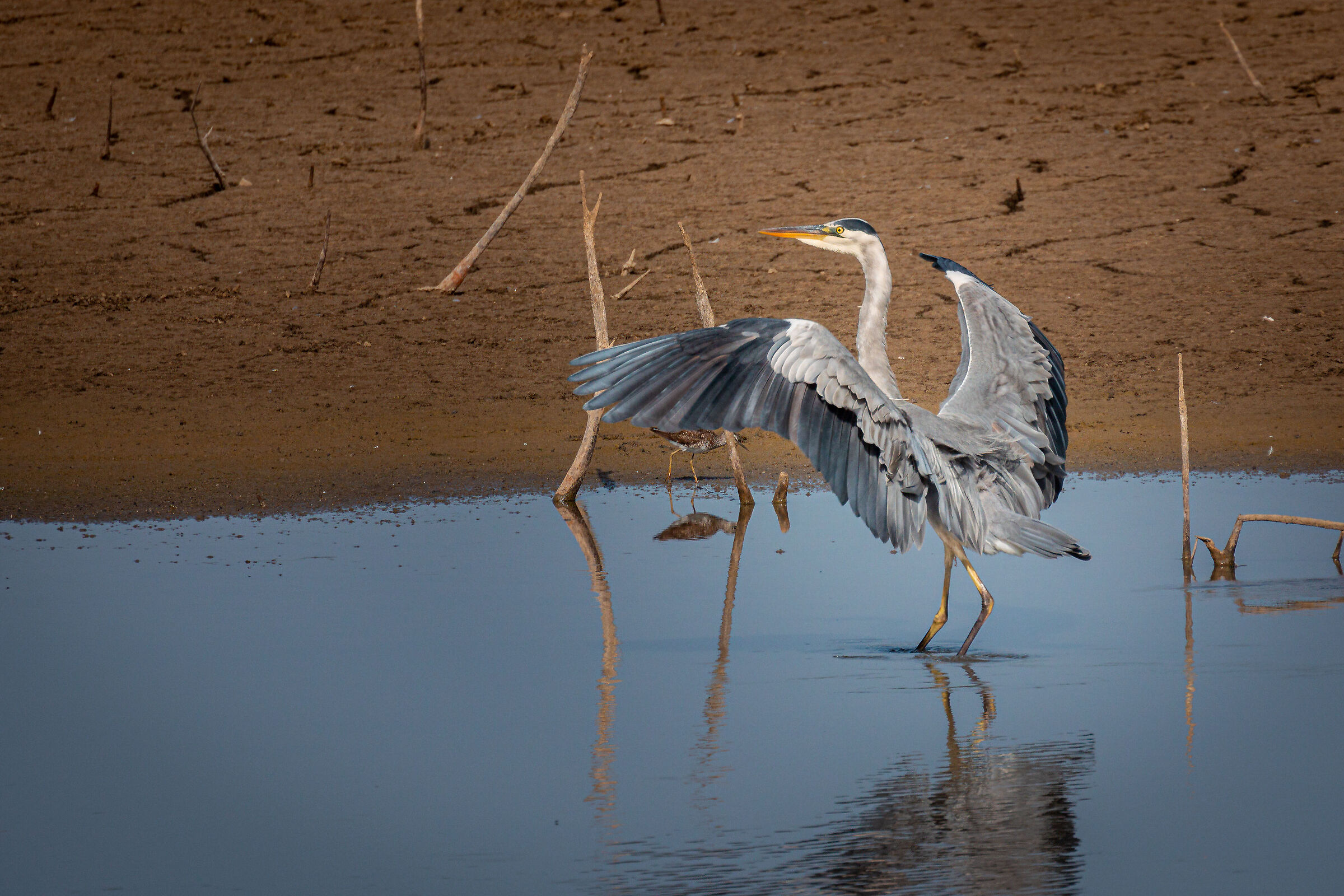 Grey heron