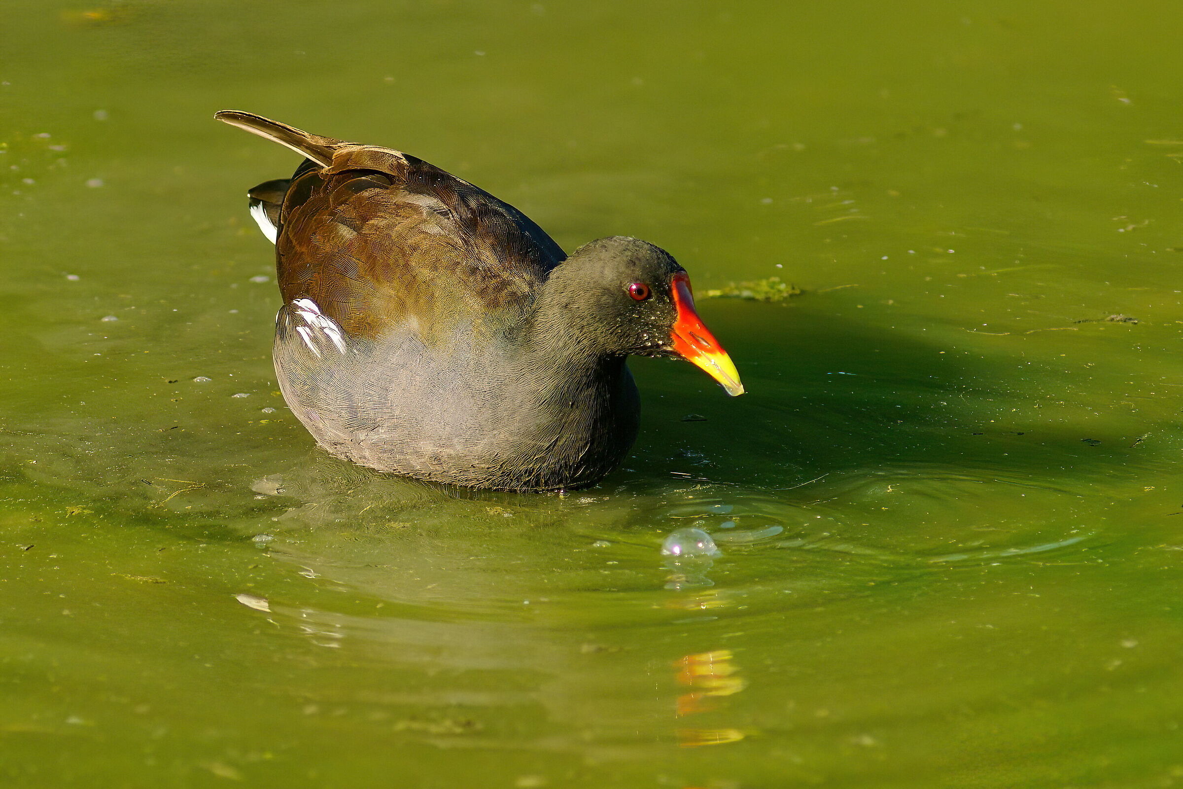 Gallinella d'acqua