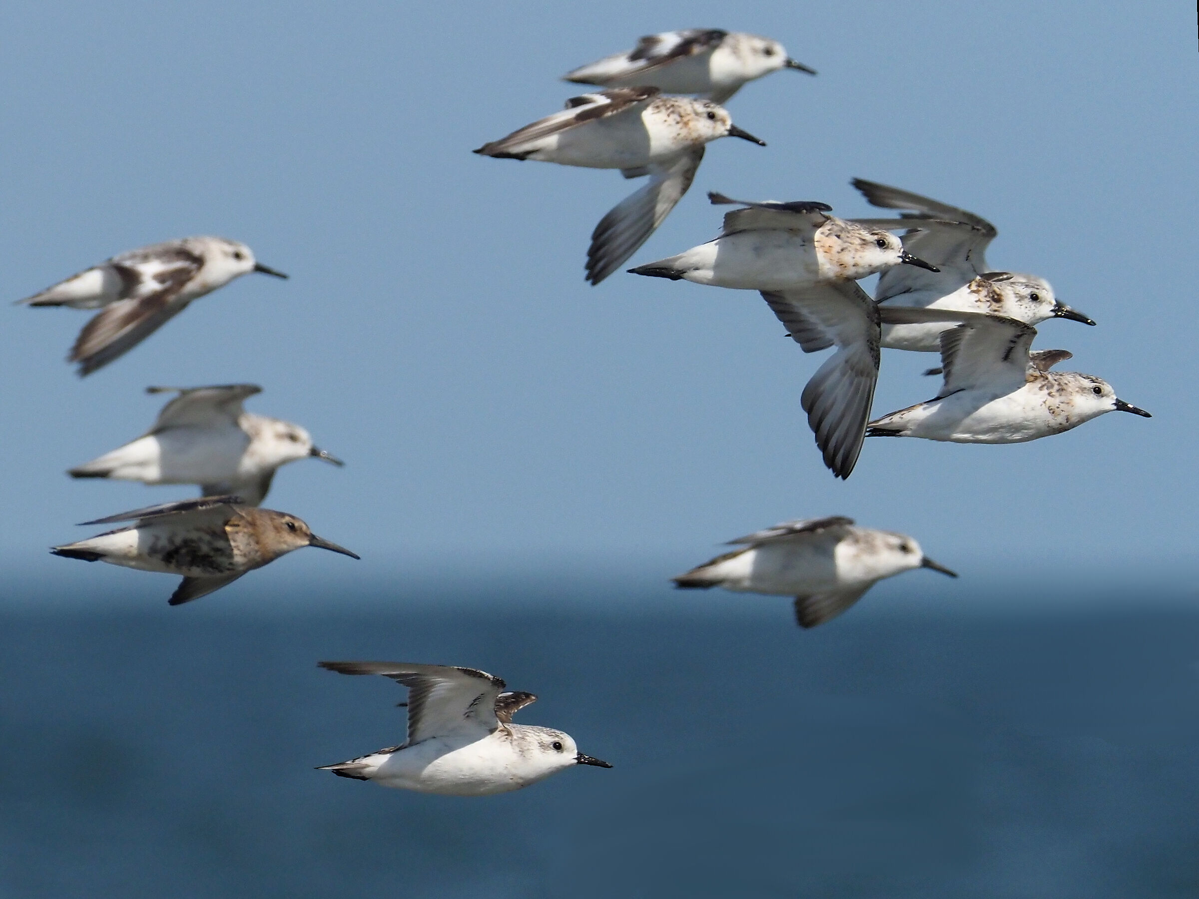 three-toed rainwater