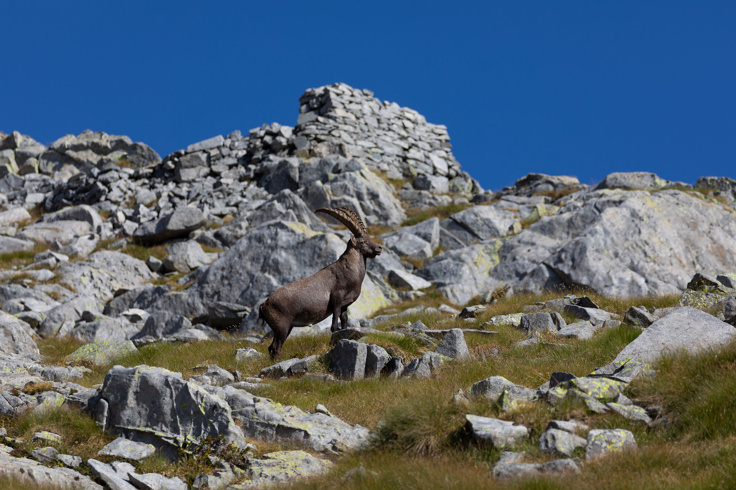 Ibex