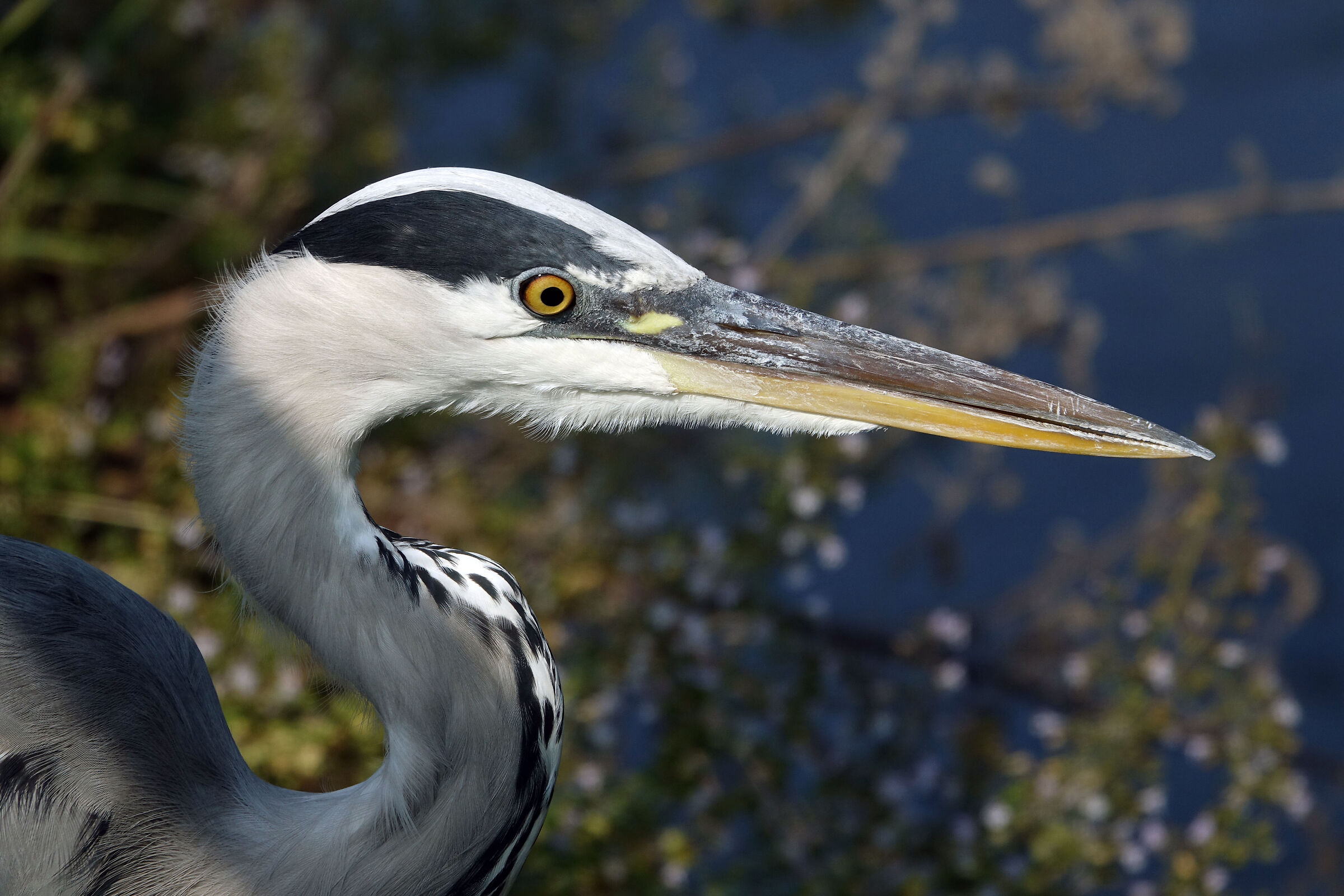 Grey heron