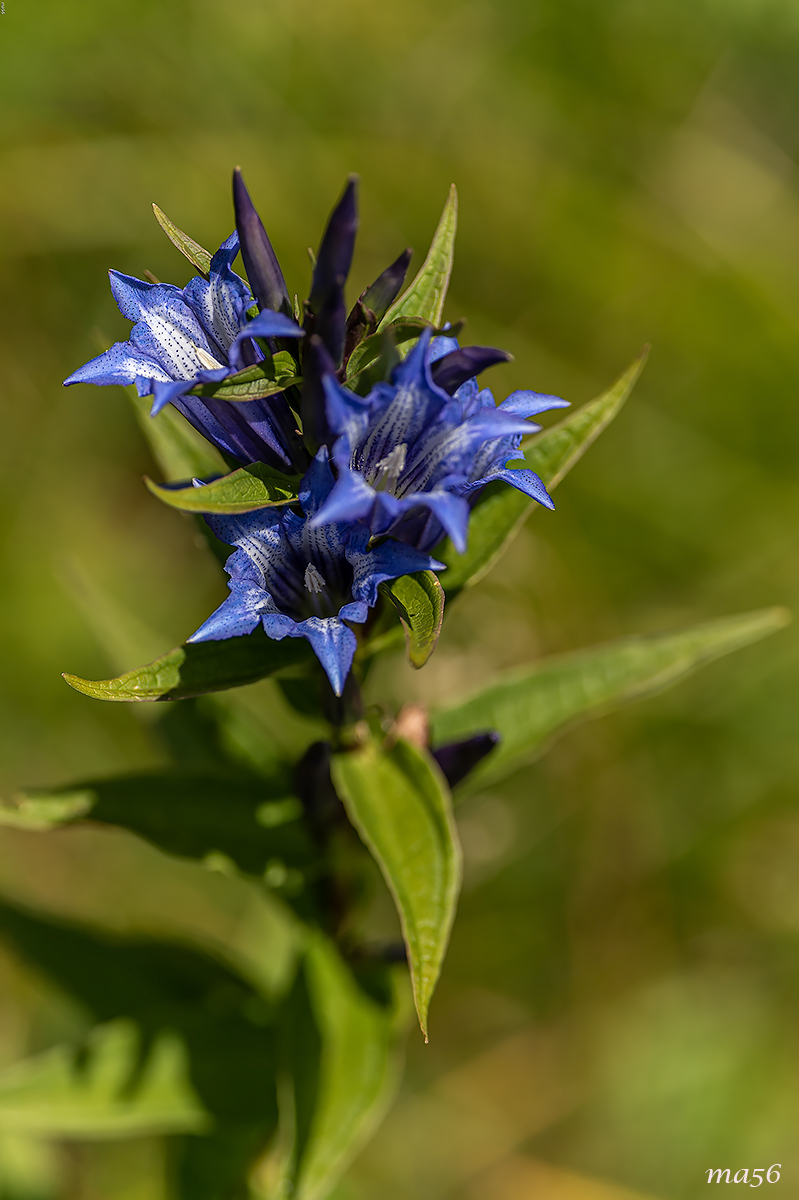 Gentian asclepiades