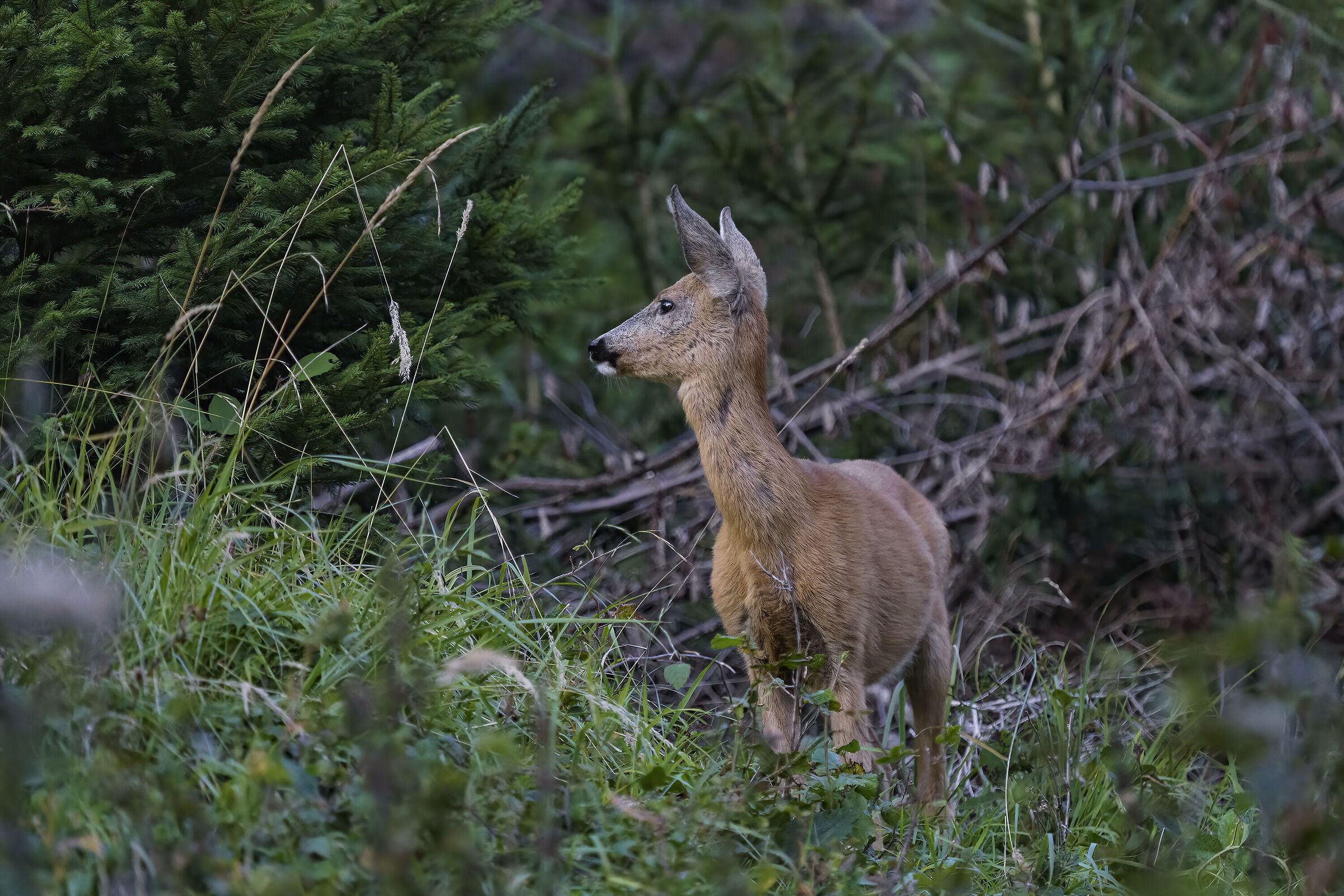Capriolo femmina