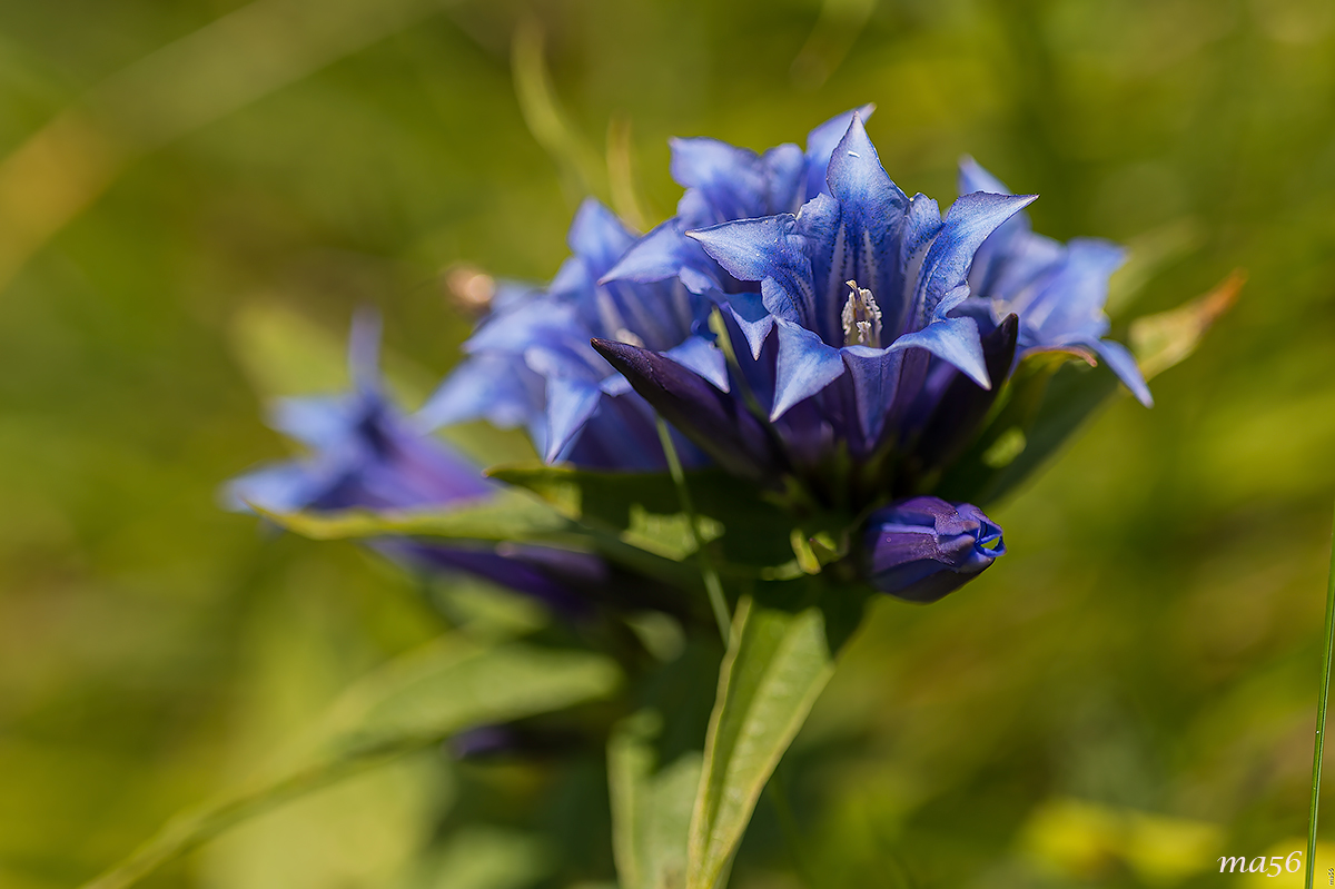 Genziana asclepiade