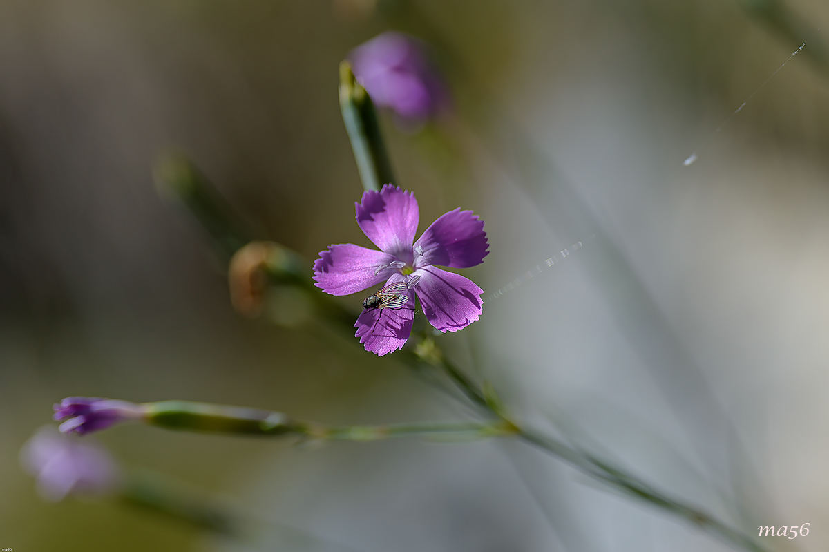Wild carnation