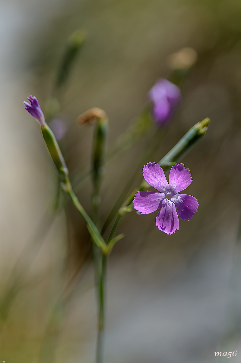Wild carnation