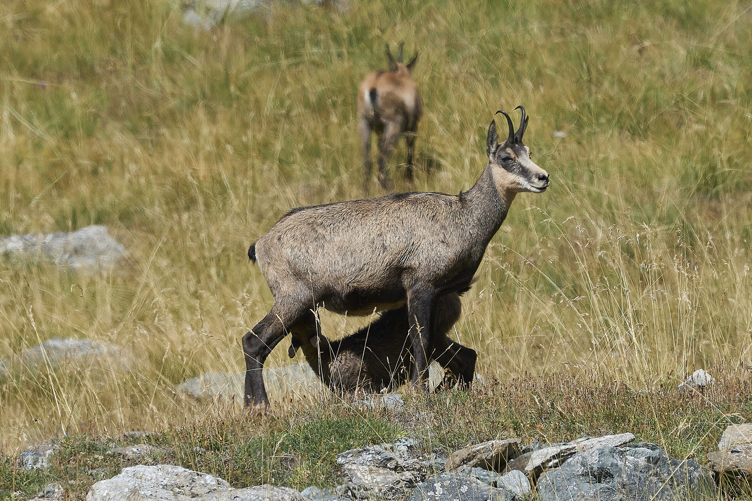 The feeding of the chamois