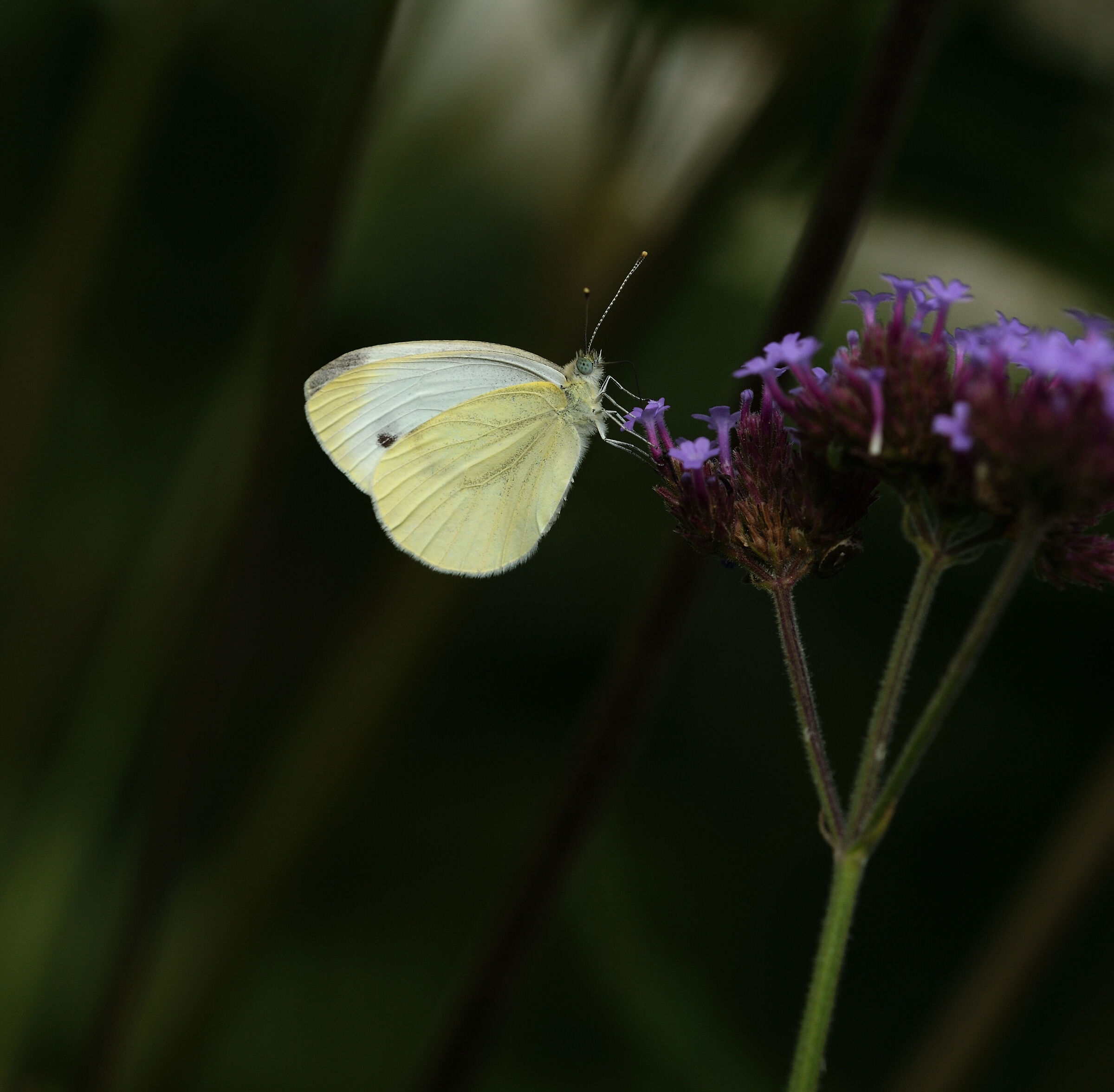 Untitled Photo
