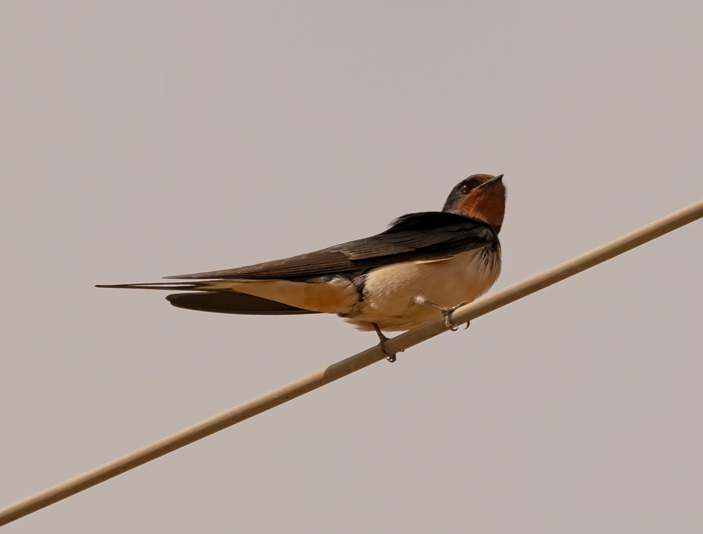 Rondine Comune sopra cavo elettrico 3/04/2021