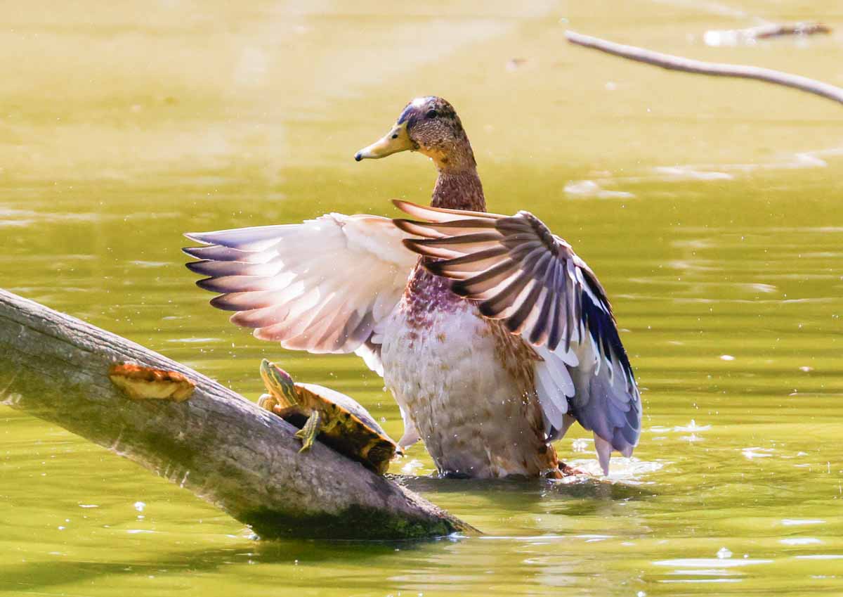 The turtle in the shade thanks to the wings of the duck.