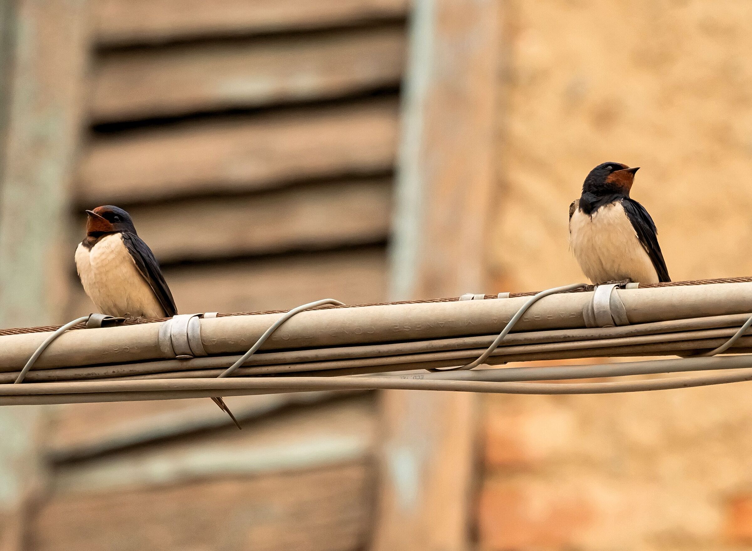 coppia Rondini Comuni sopra cavo elettrico 10/04/2021