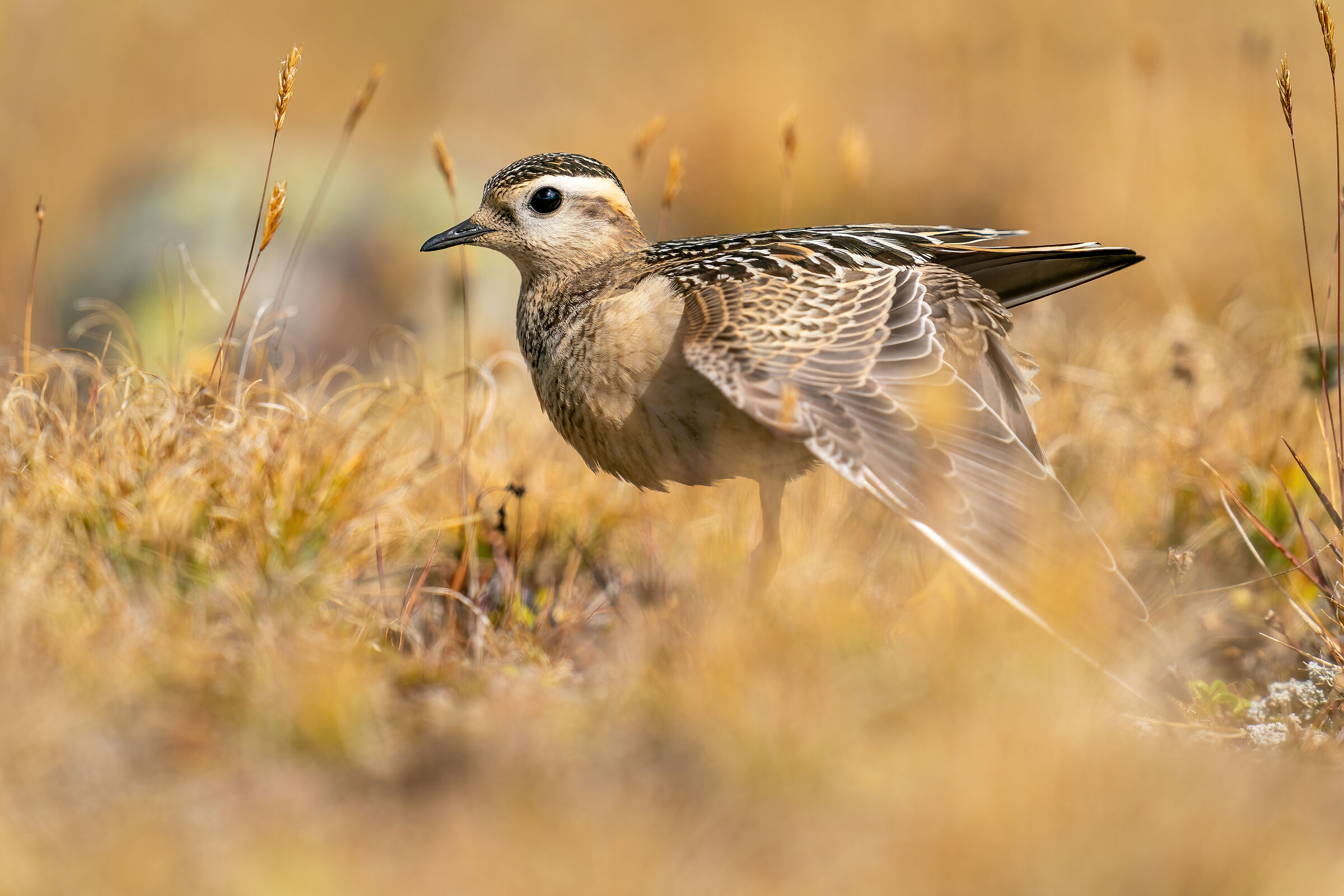 Tortolino plover - western alps