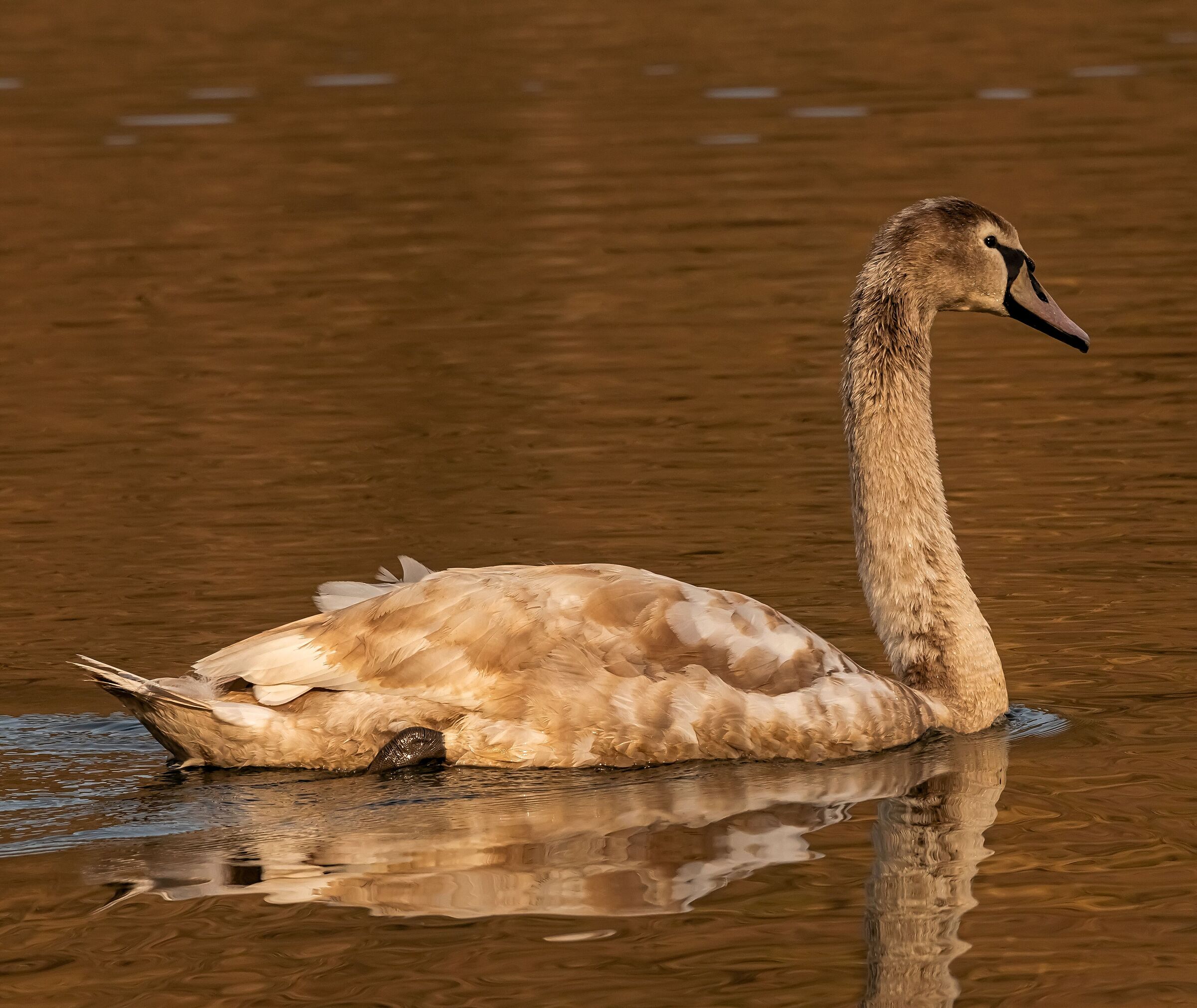 Young Royal Swan on the Adda River 25/02/2021