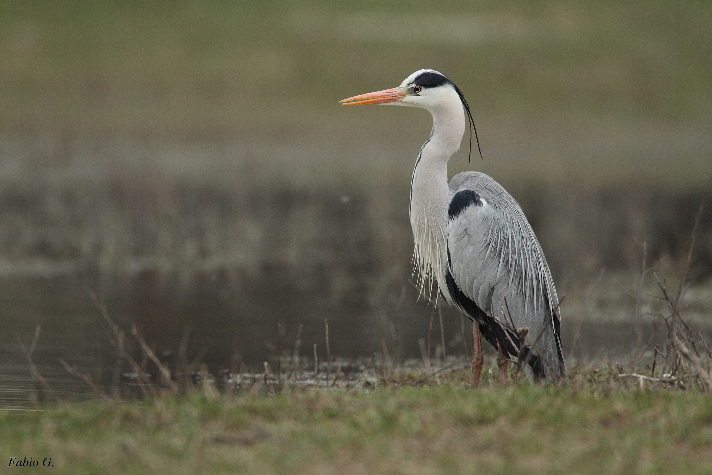 Grey Heron