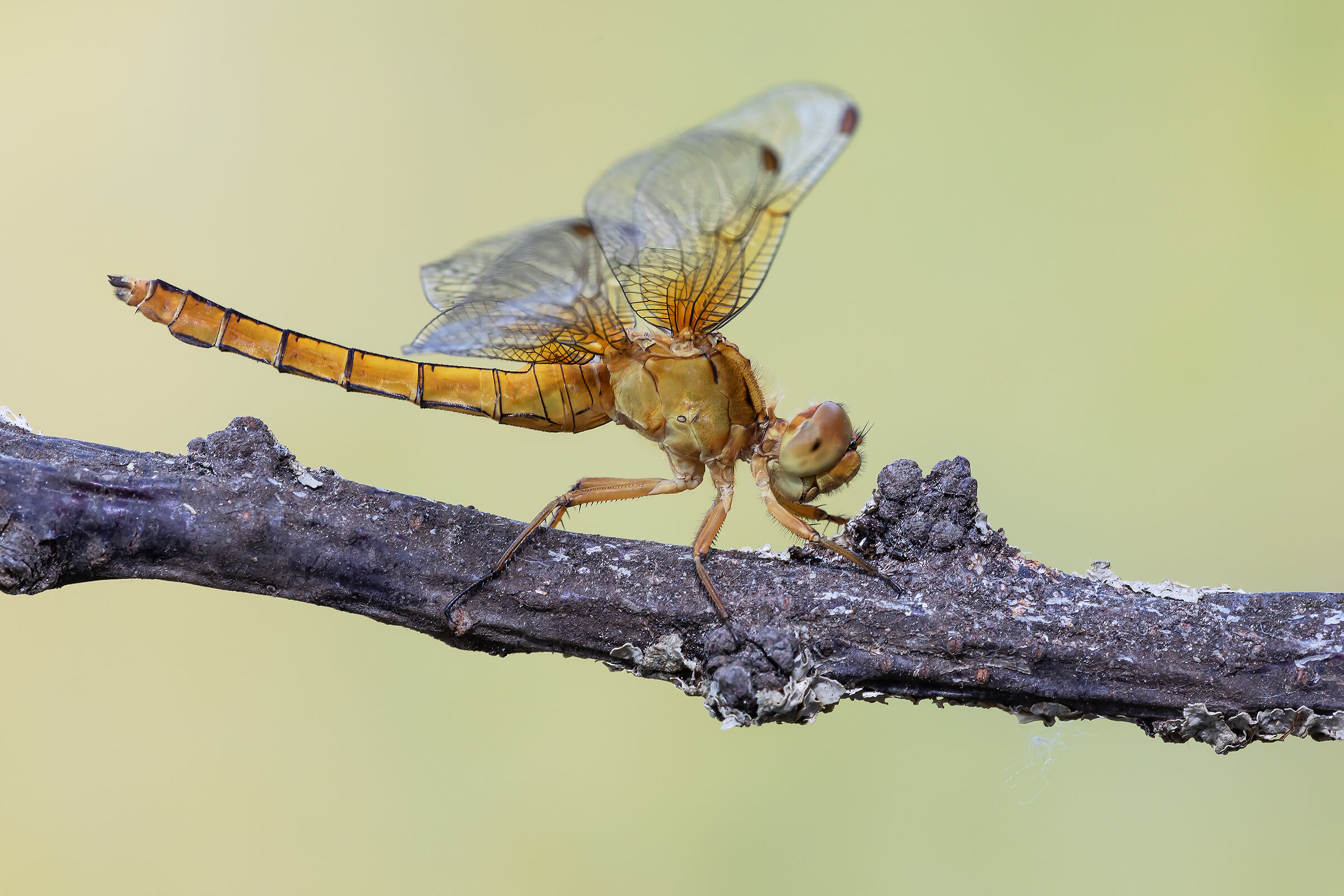 Orthetrum coerulesens