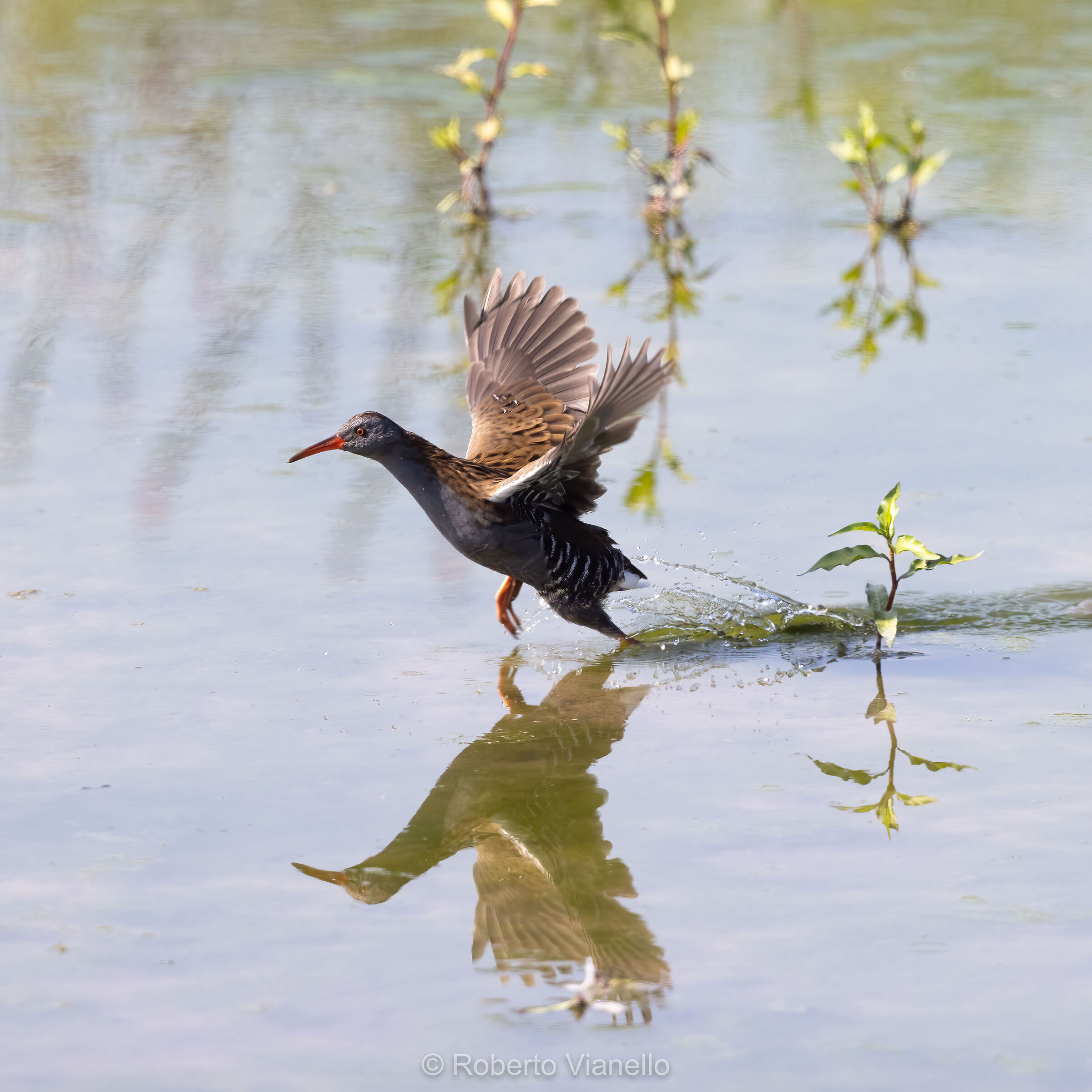 Porciglione (Rallus aquaticus)