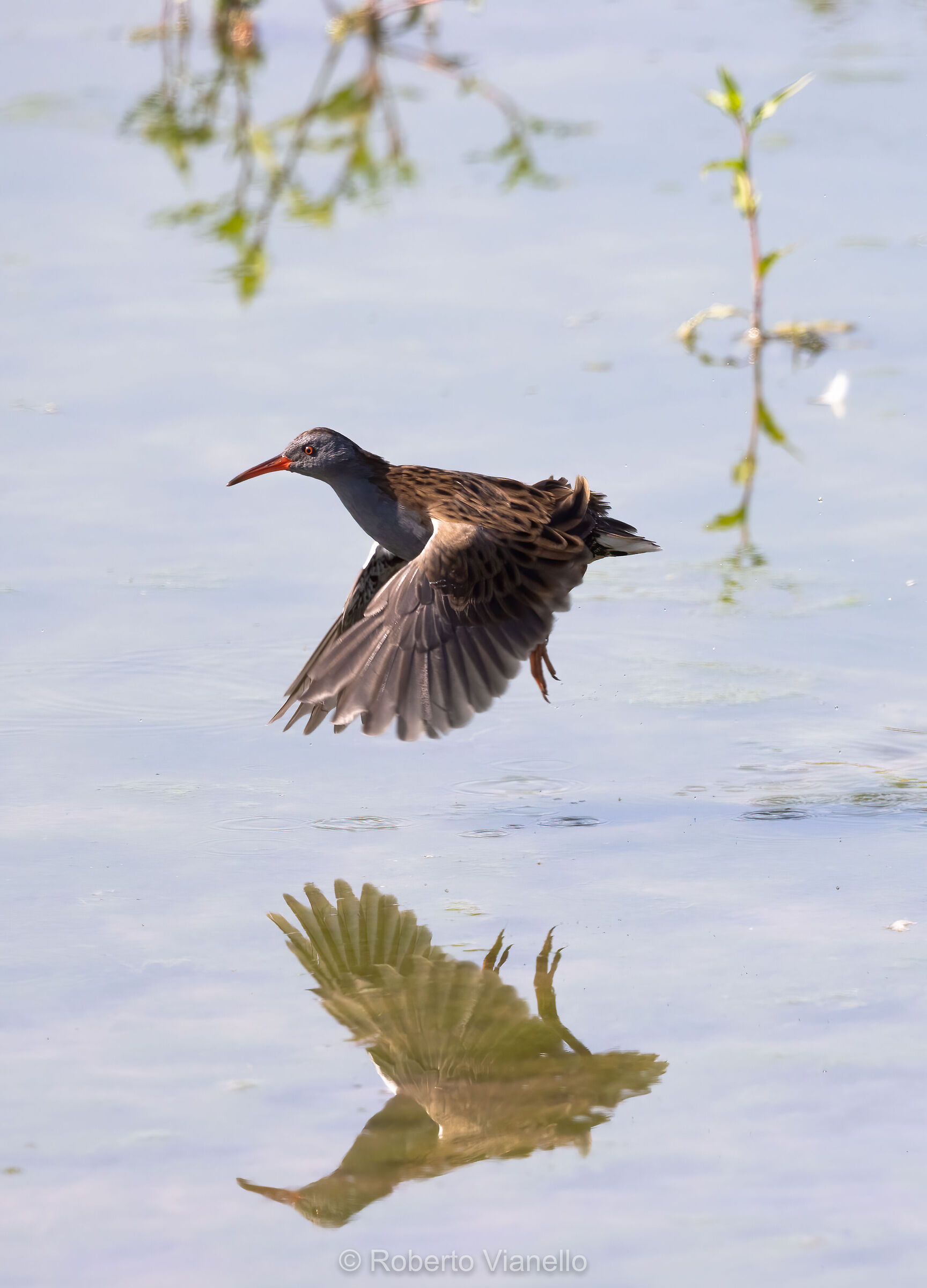 Porciglione (Rallus aquaticus)