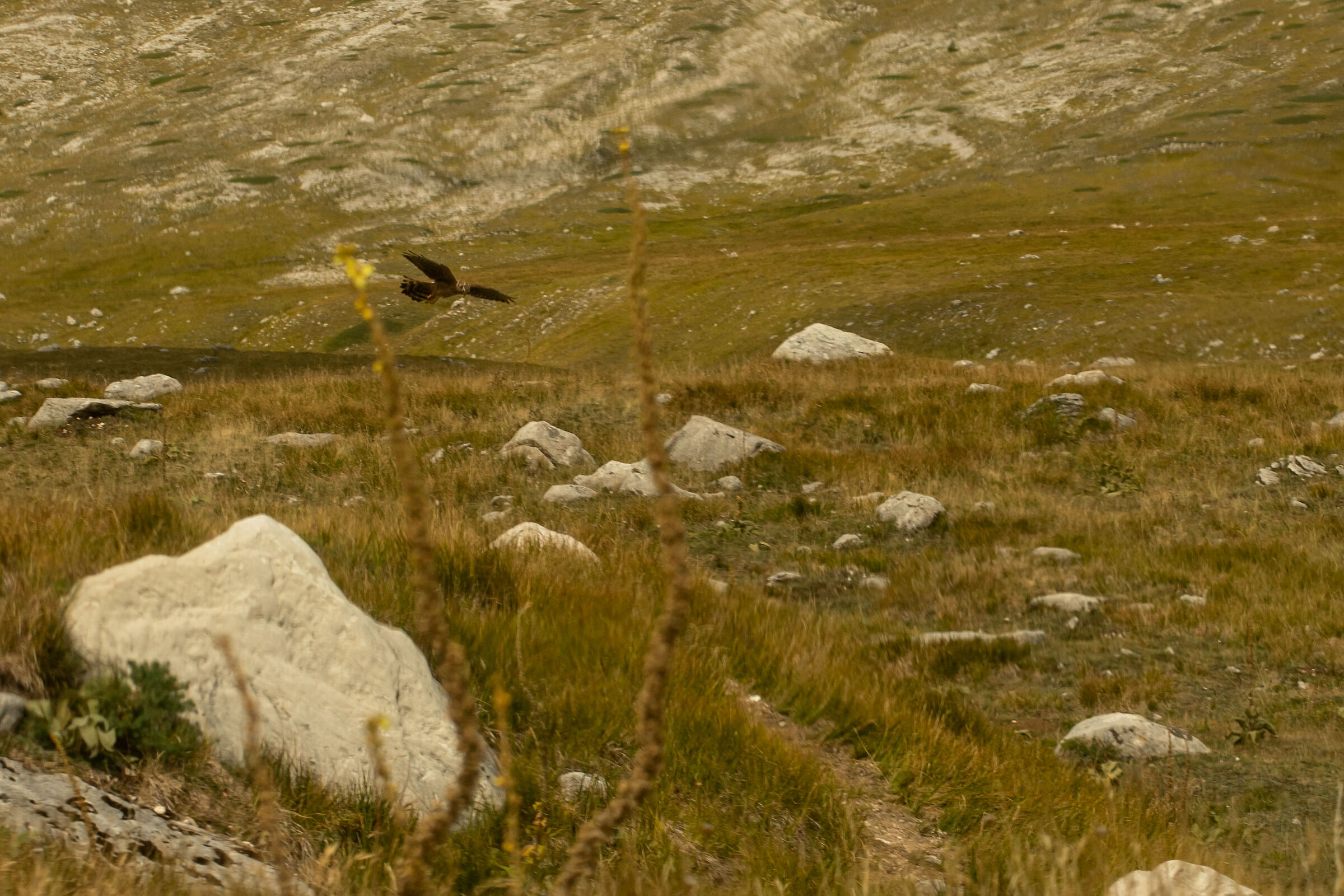 Falcon hunting immersed in the grass bed of the plain