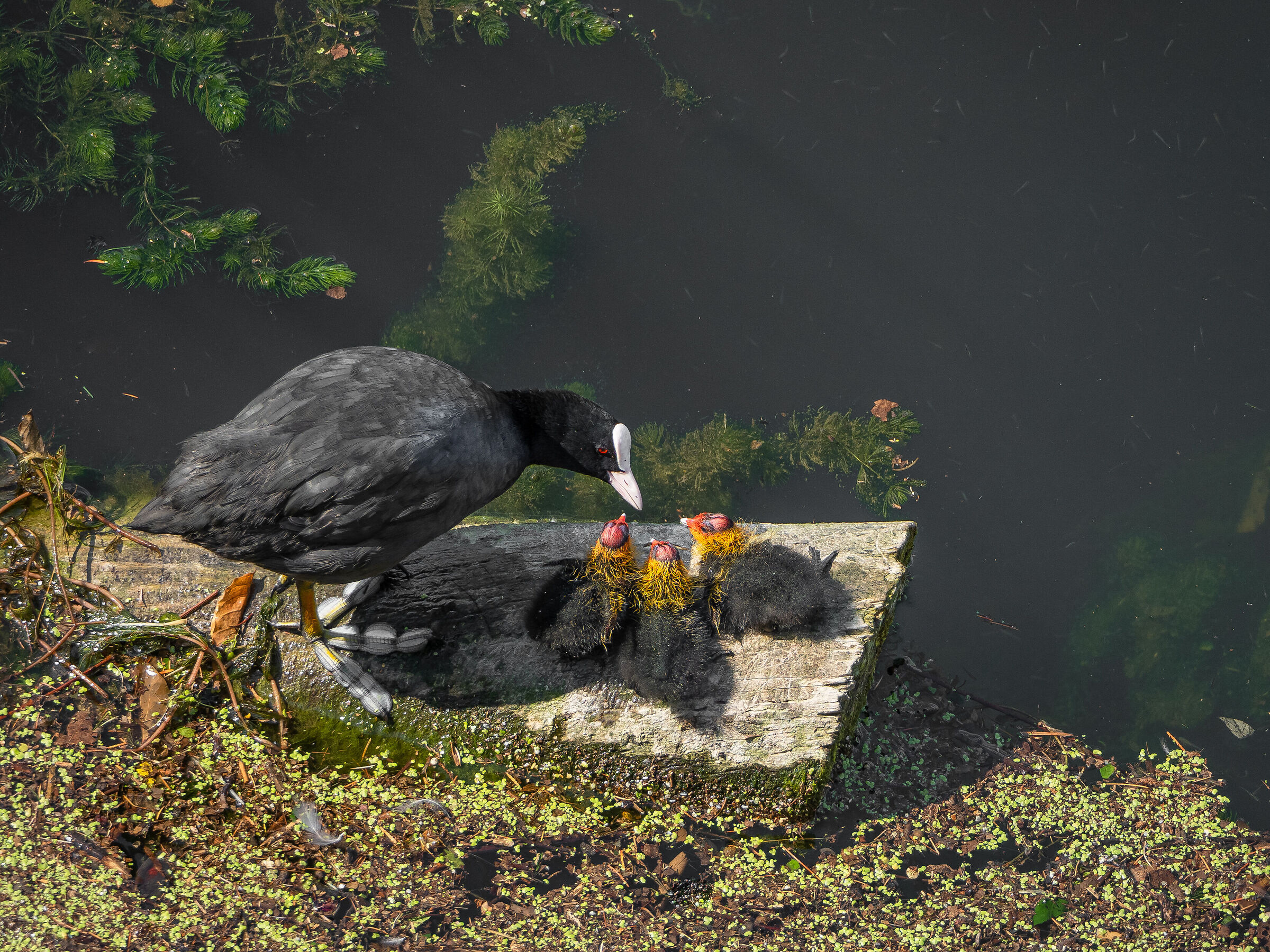 Attenzione adesso vi spiego come fare.....