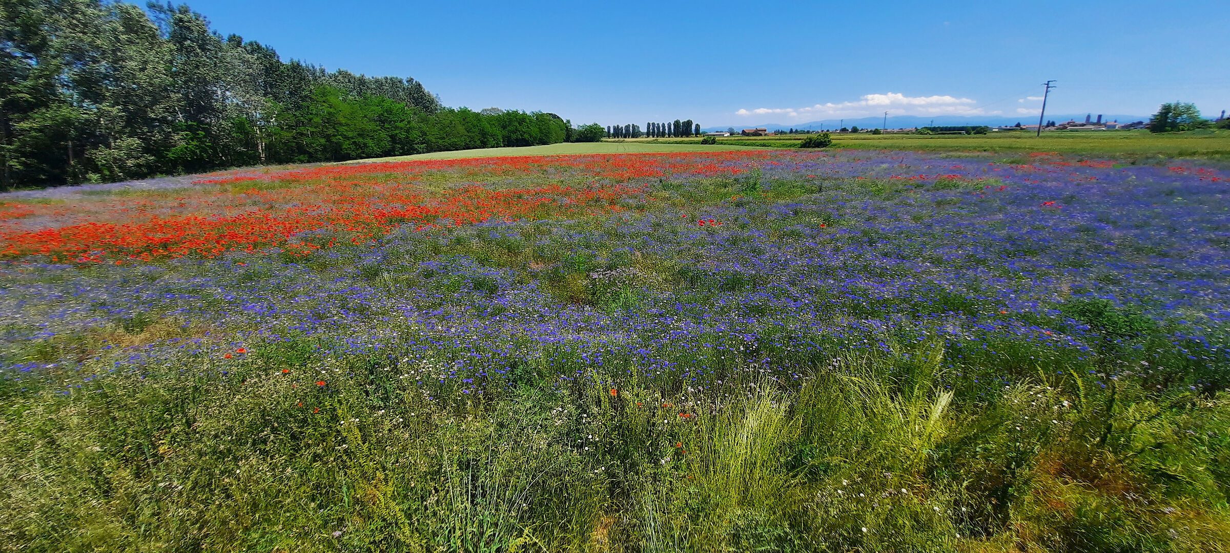 Poppies and cornflowers (Alexandria)