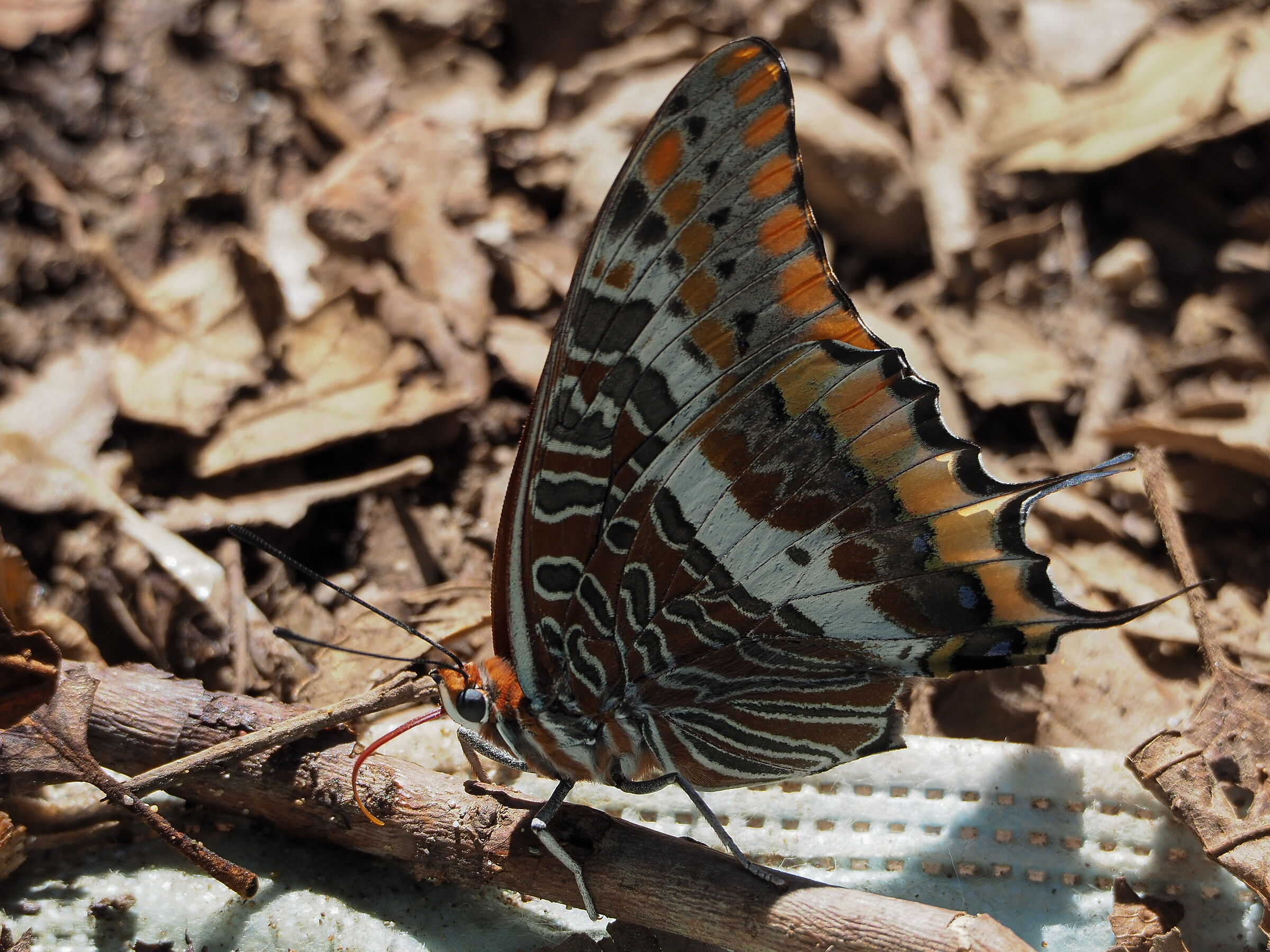 Charaxes jasius