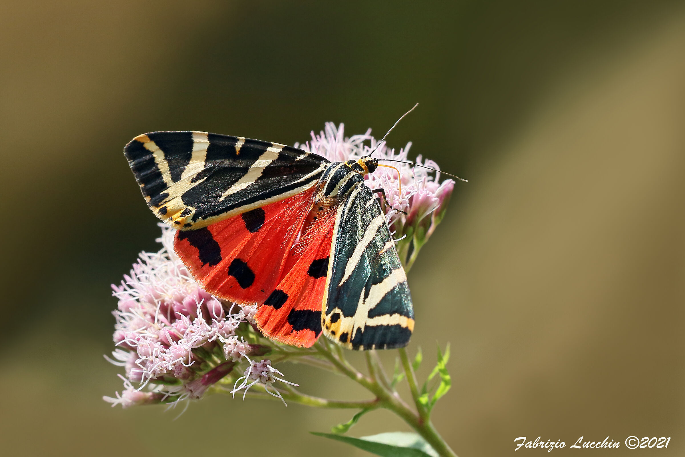 Euplagia quadripunctaria - Falena dell'edera